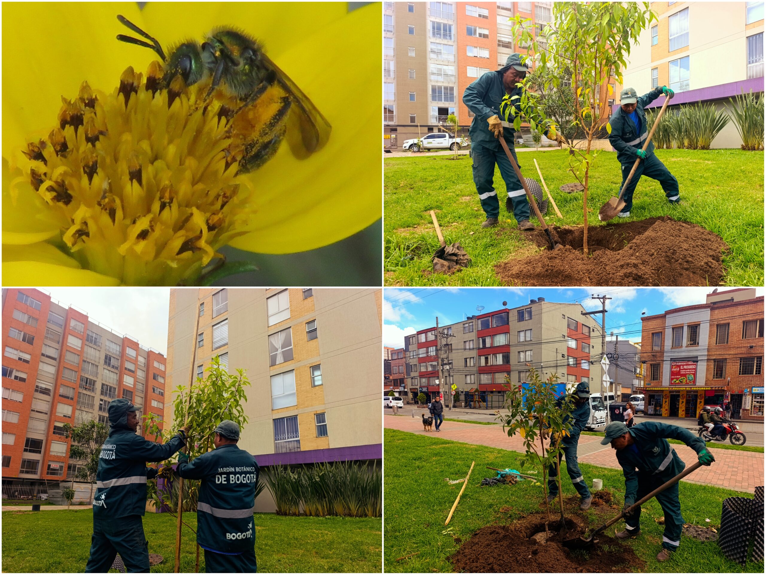 Historias del verde urbano: ¡Regalos verdes para las abejas! Historias del verde urbano: ¡Regalos verdes para las abejas!
