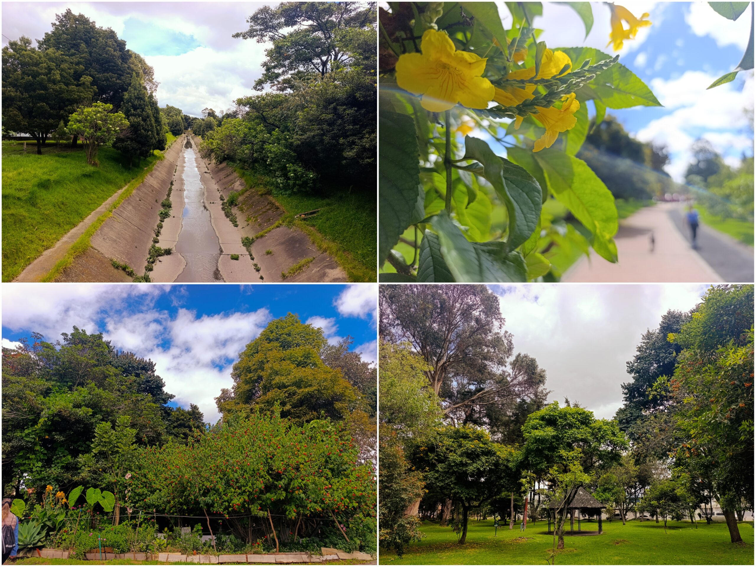 Historias del verde urbano: ¡Bosque urbano Canal Boyacá fortalece sus tejidos comunitarios!