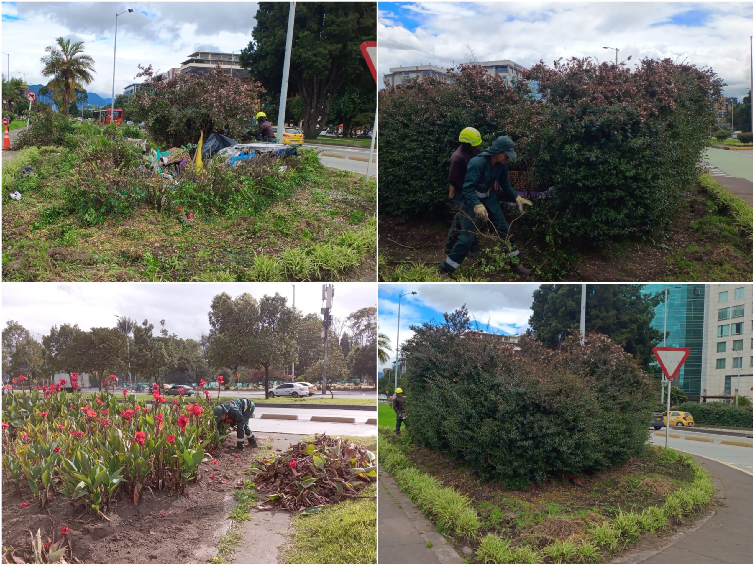 Historias del verde urbano: ¡Renacen cuatro jardineras de la calle 26!