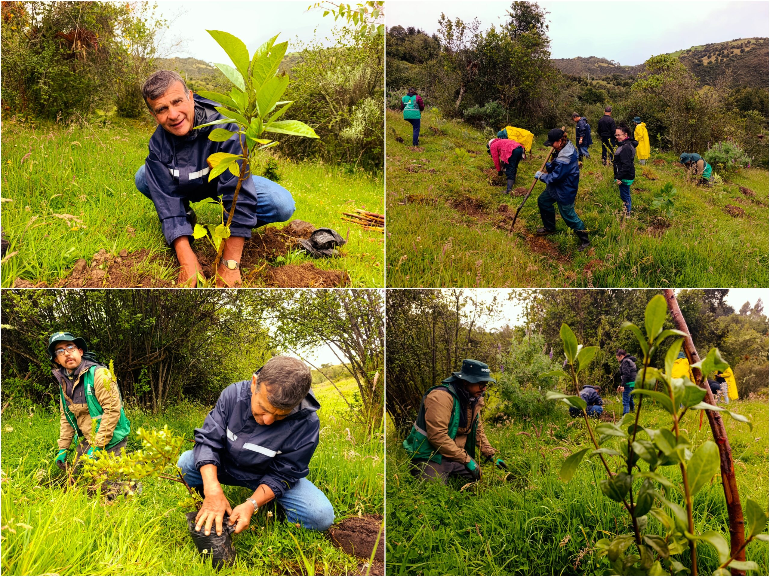 Historias del verde urbano: Bogotá aumentó su verde durante la Semana Ambiental con 296 nuevos árboles y arbustos Historias del verde urbano: Bogotá aumentó su verde durante la Semana Ambiental con 296 nuevos árboles y arbustos