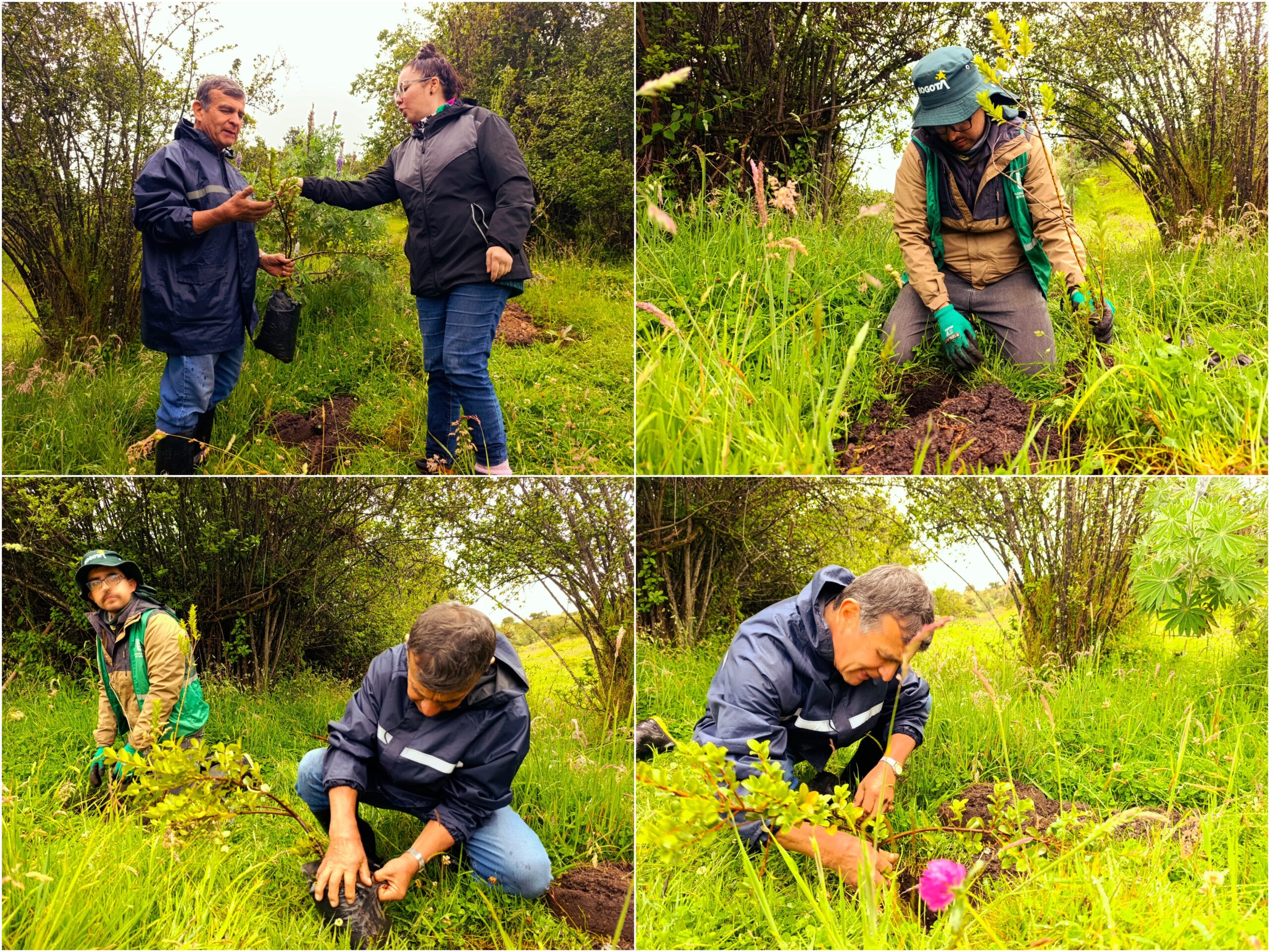 Historias del verde urbano: Un nuevo bosque nativo empieza a consolidarse en la ruralidad de Usme Historias del verde urbano: Un nuevo bosque nativo empieza a consolidarse en la ruralidad de Usme