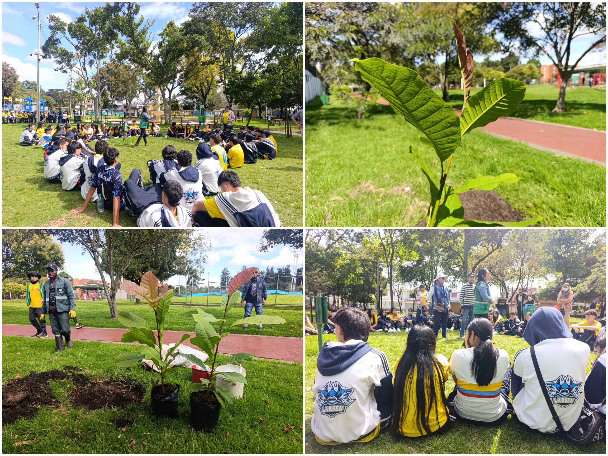 Historias del verde urbano: ¡Segunda plantación de magnolios nativos en el espacio público de Bogotá! Historias del verde urbano: ¡Segunda plantación de magnolios nativos en el espacio público de Bogotá!