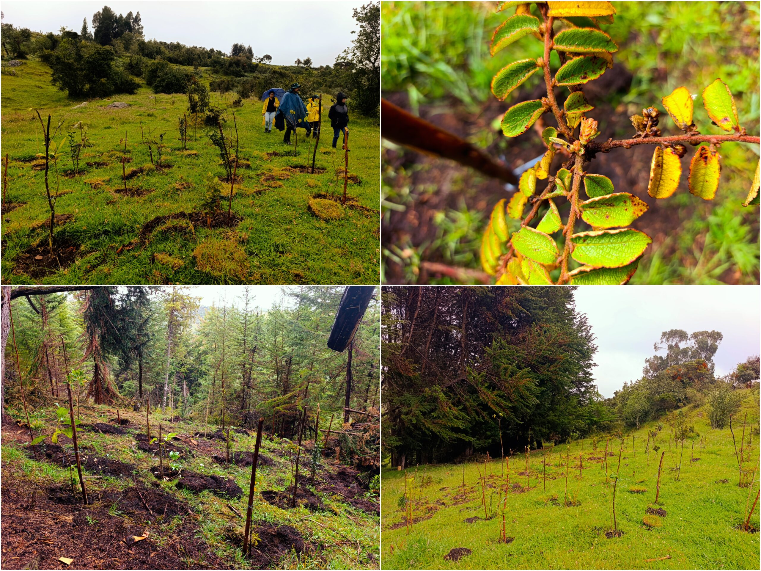 Historias del verde urbano: Un nuevo bosque nativo empieza a consolidarse en la ruralidad de Usme Historias del verde urbano: Un nuevo bosque nativo empieza a consolidarse en la ruralidad de Usme
