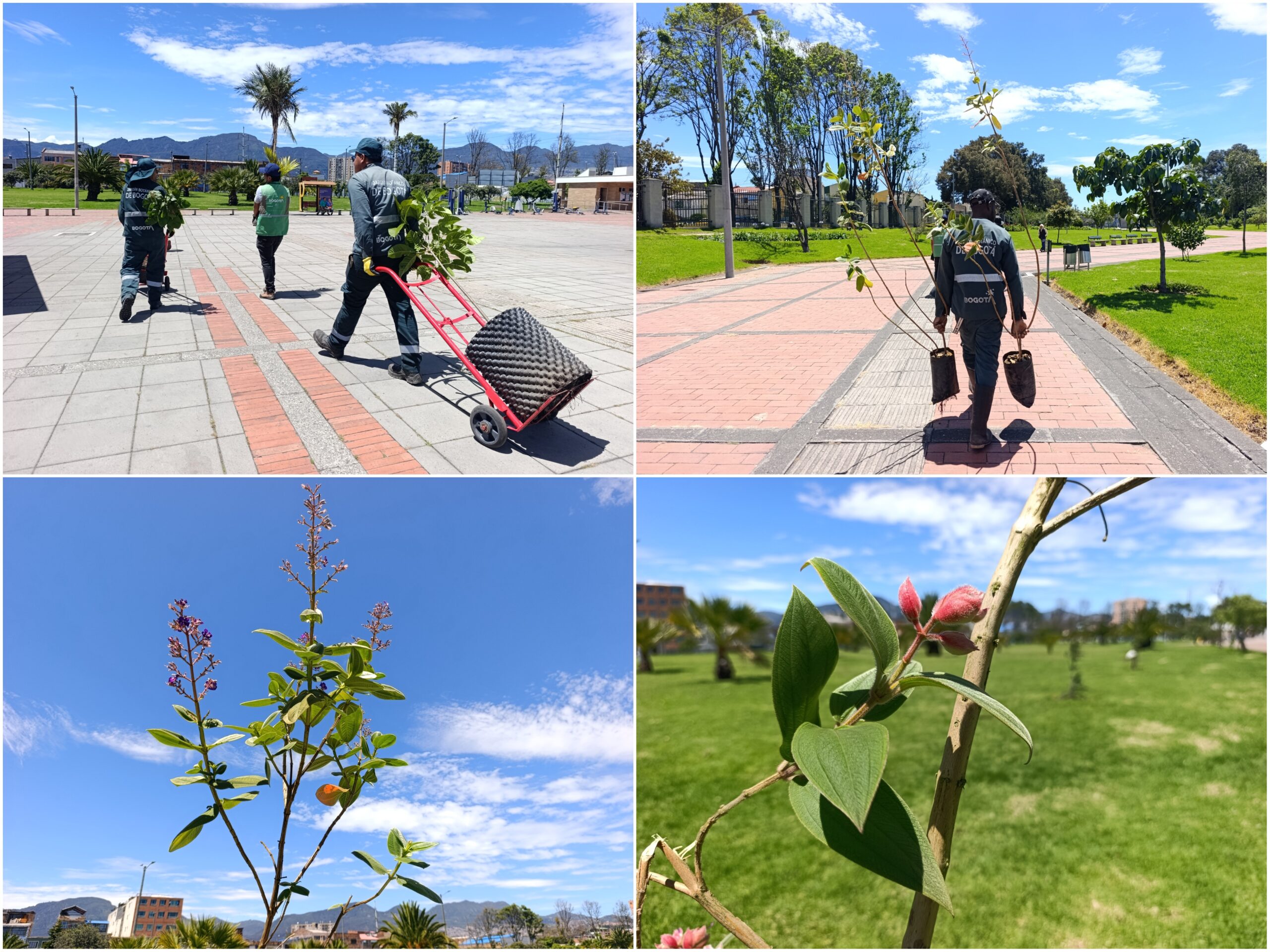 Historias del verde urbano: El nuevo verde del parque Villa Mayor Historias del verde urbano: El nuevo verde del parque Villa Mayor