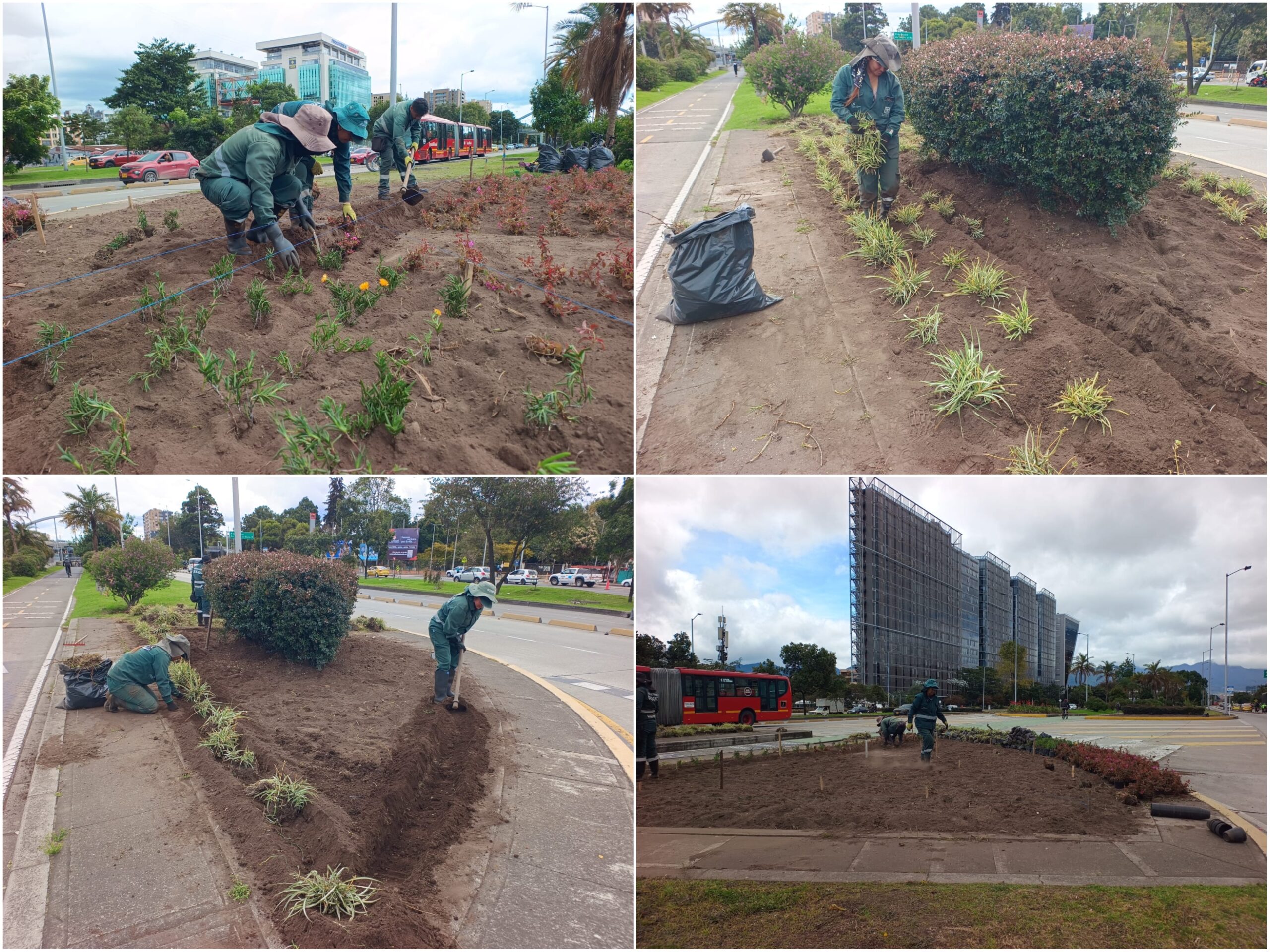 Historias del verde urbano: ¡Renacen cuatro jardineras de la calle 26!