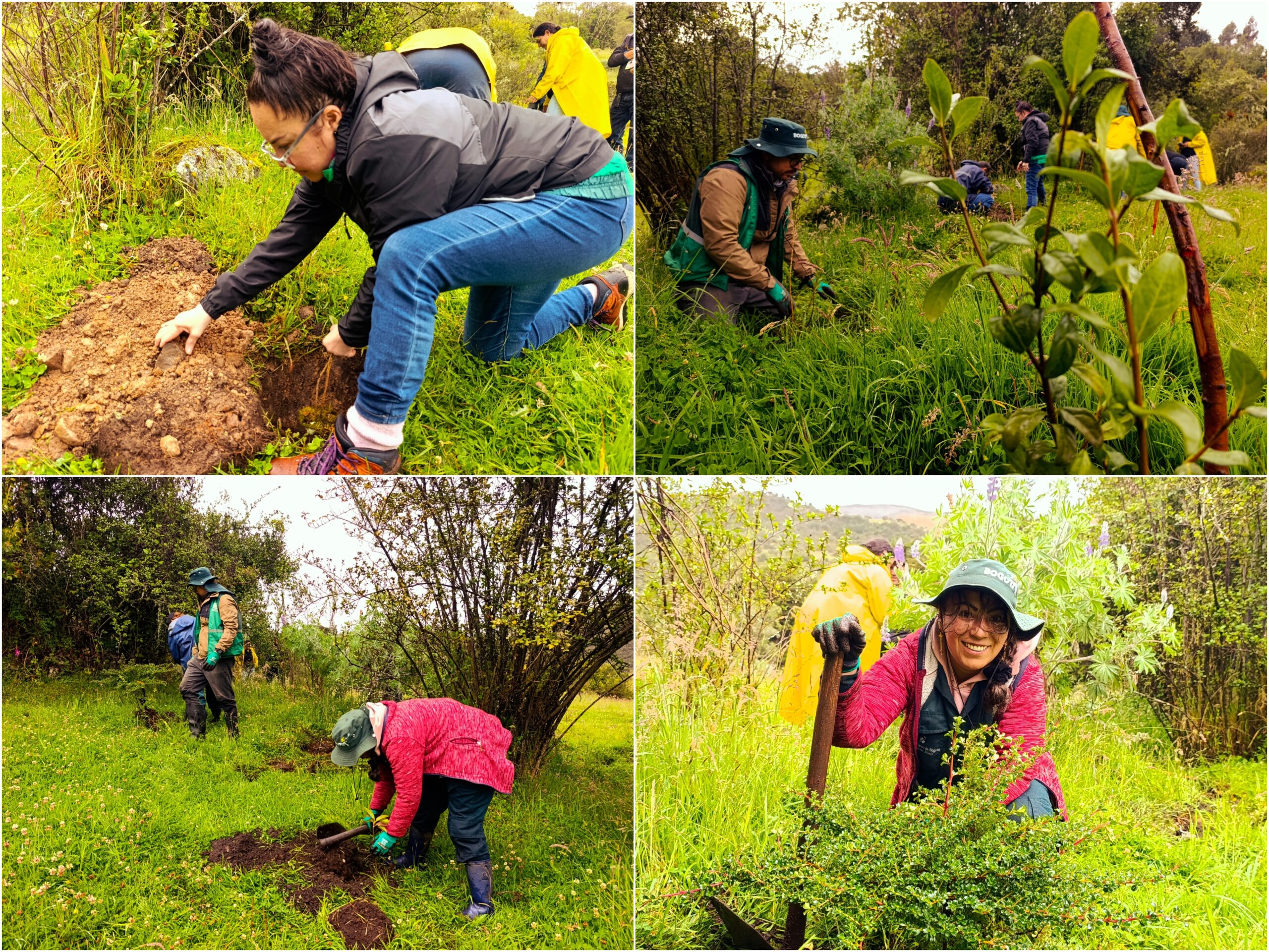 Historias del verde urbano: Un nuevo bosque nativo empieza a consolidarse en la ruralidad de Usme Historias del verde urbano: Un nuevo bosque nativo empieza a consolidarse en la ruralidad de Usme