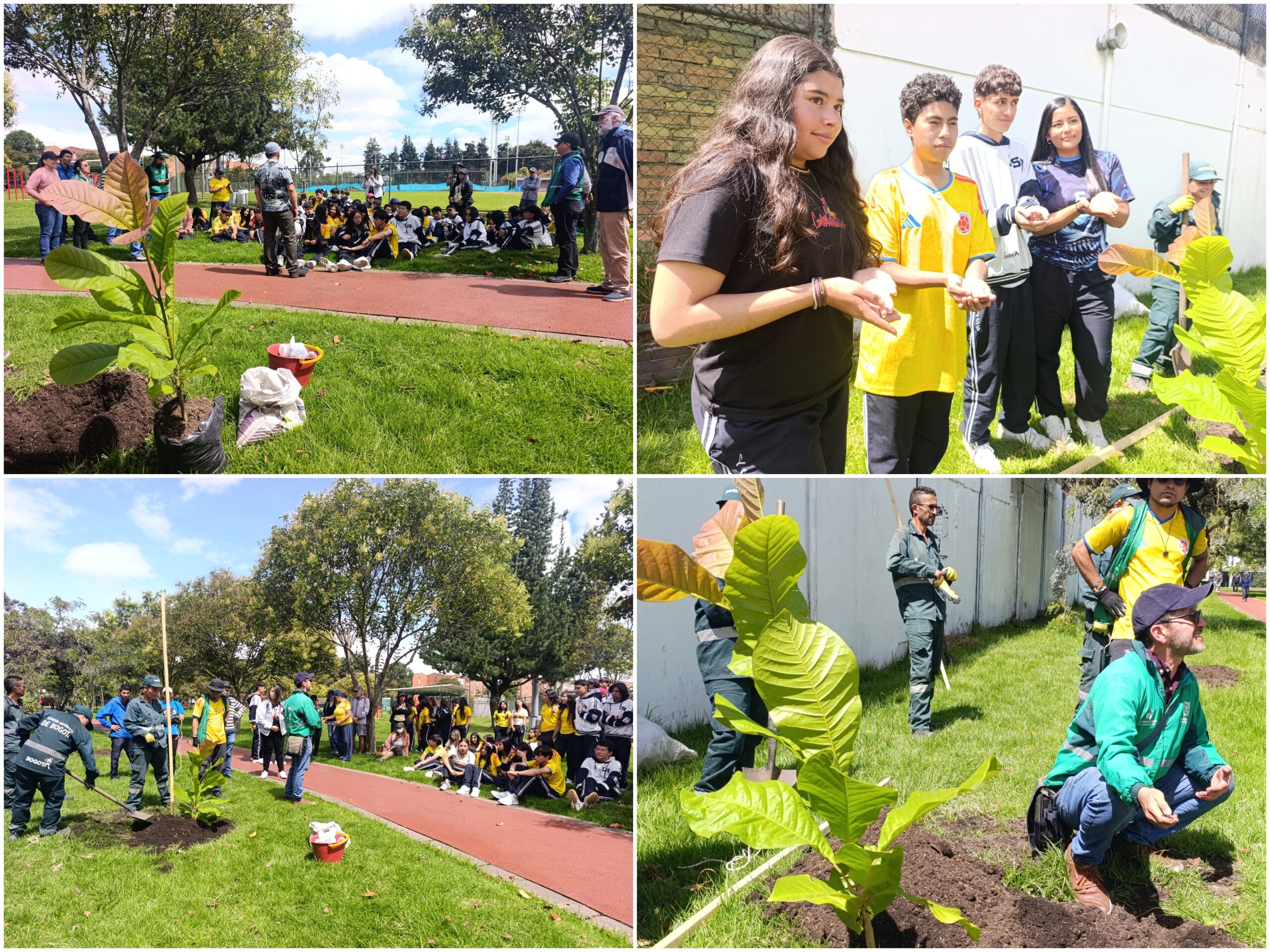 Historias del verde urbano: ¡Segunda plantación de magnolios nativos en el espacio público de Bogotá! Historias del verde urbano: ¡Segunda plantación de magnolios nativos en el espacio público de Bogotá!