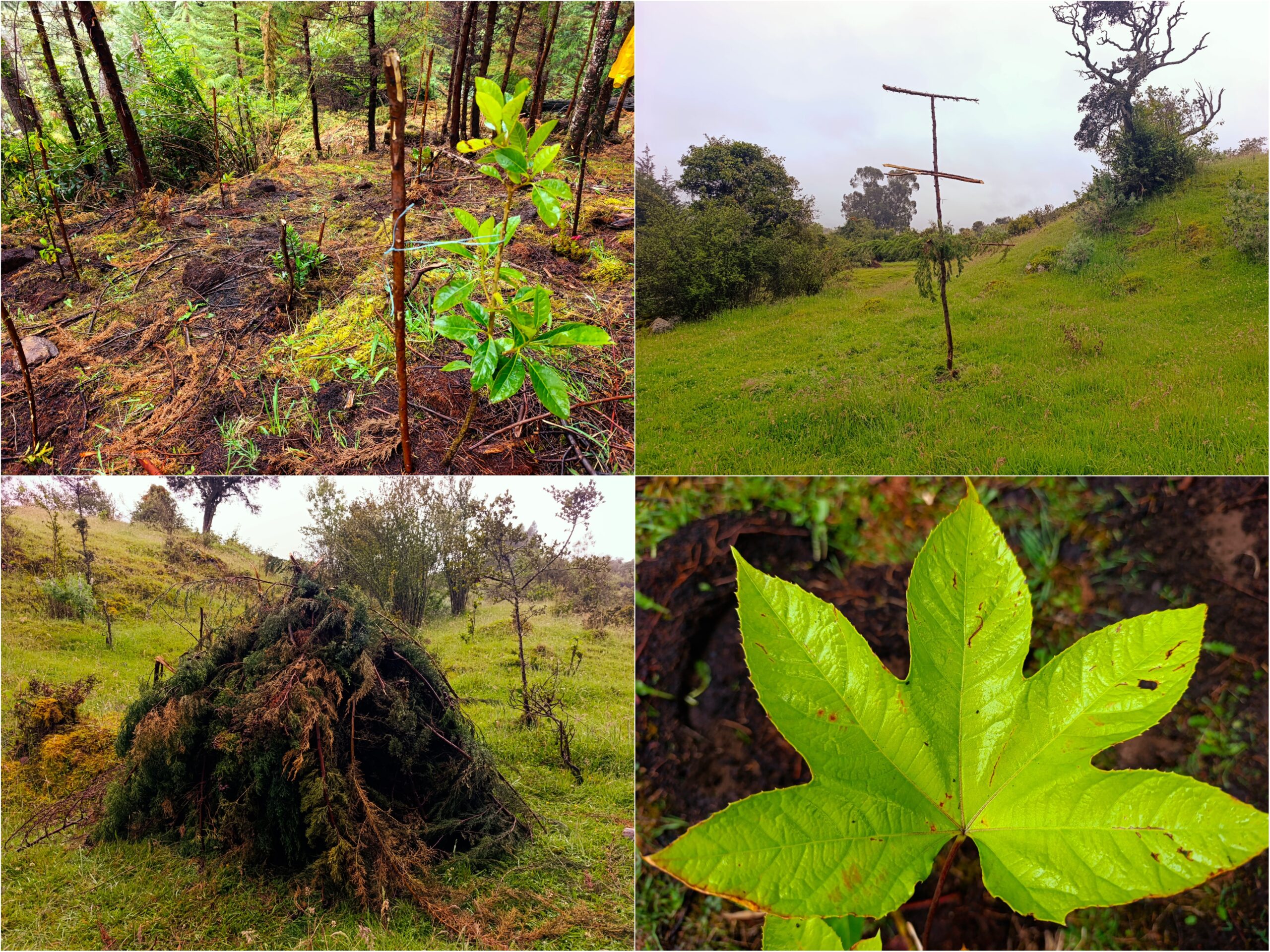 Historias del verde urbano: Un nuevo bosque nativo empieza a consolidarse en la ruralidad de Usme Historias del verde urbano: Un nuevo bosque nativo empieza a consolidarse en la ruralidad de Usme