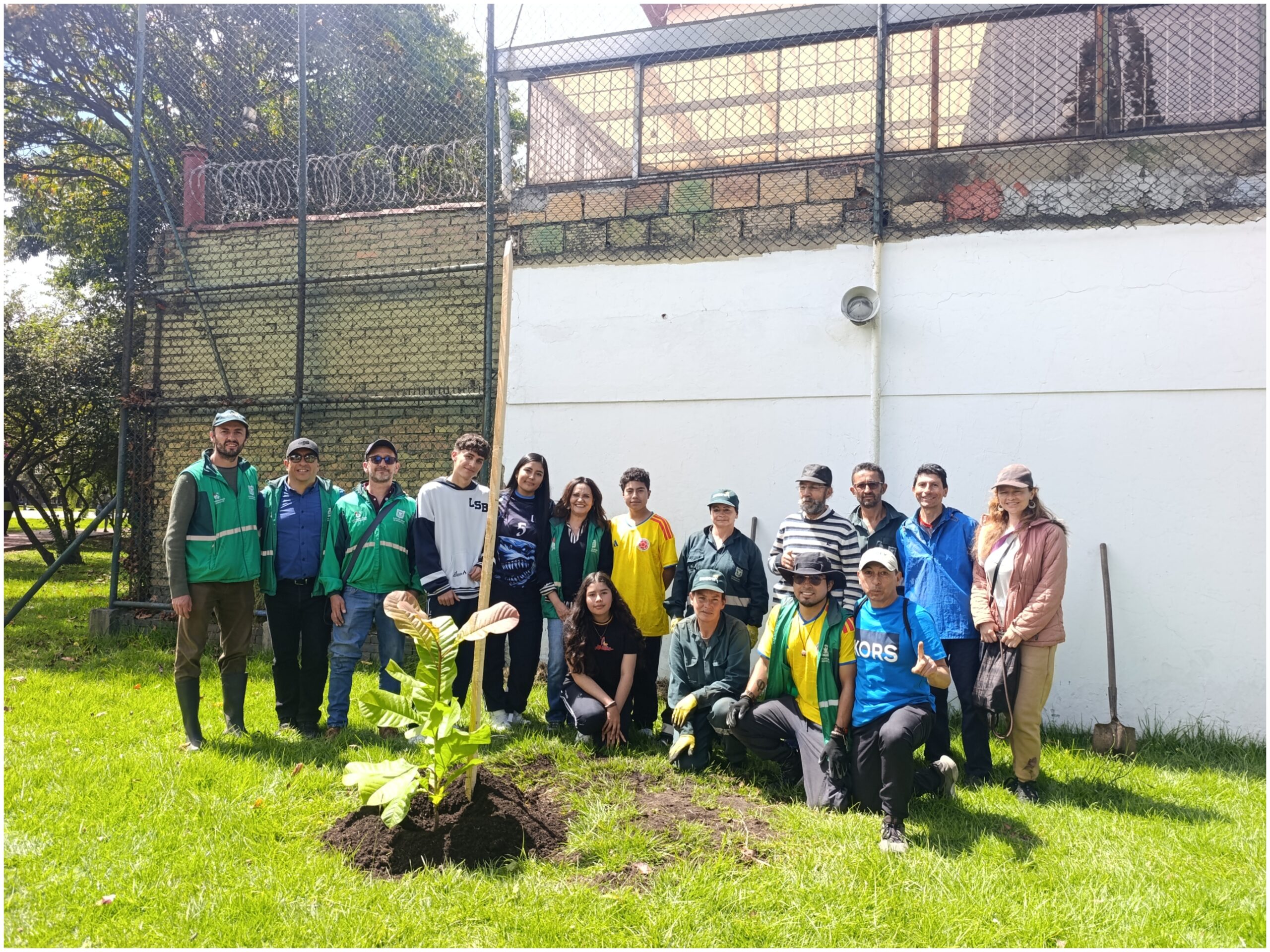 Historias del verde urbano: ¡Segunda plantación de magnolios nativos en el espacio público de Bogotá! Historias del verde urbano: ¡Segunda plantación de magnolios nativos en el espacio público de Bogotá!