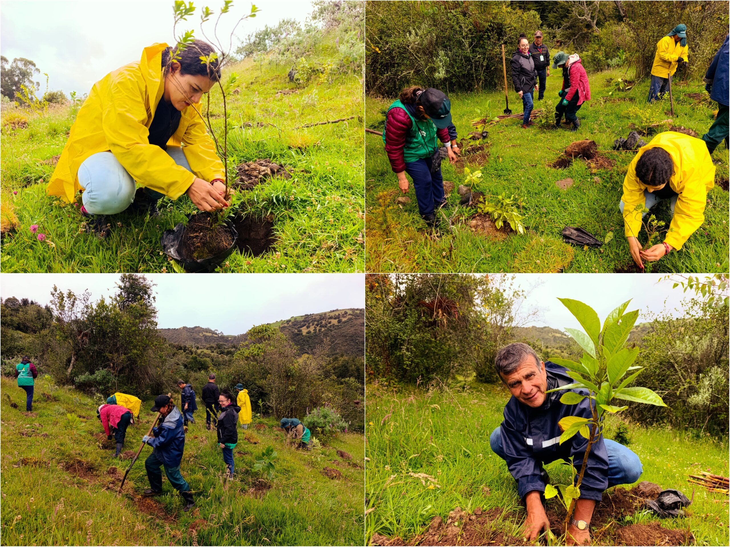 Historias del verde urbano: Un nuevo bosque nativo empieza a consolidarse en la ruralidad de Usme Historias del verde urbano: Un nuevo bosque nativo empieza a consolidarse en la ruralidad de Usme