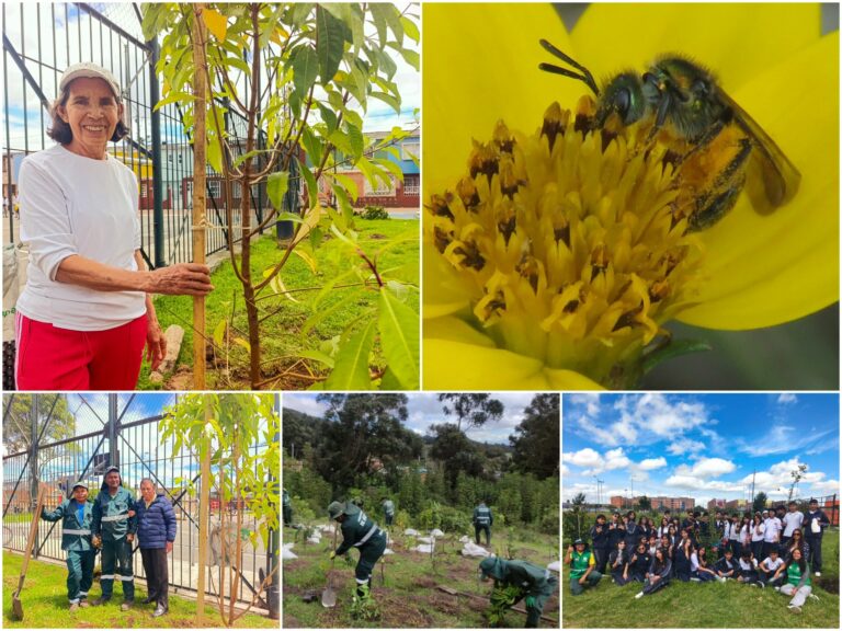 Historias del verde urbano: ¡Regalos verdes para las abejas!