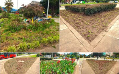 Historias del verde urbano: ¡Renacen cuatro jardineras de la calle 26!