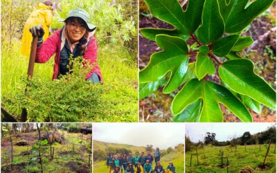 Historias del verde urbano: Un nuevo bosque nativo empieza a consolidarse en la ruralidad de Usme