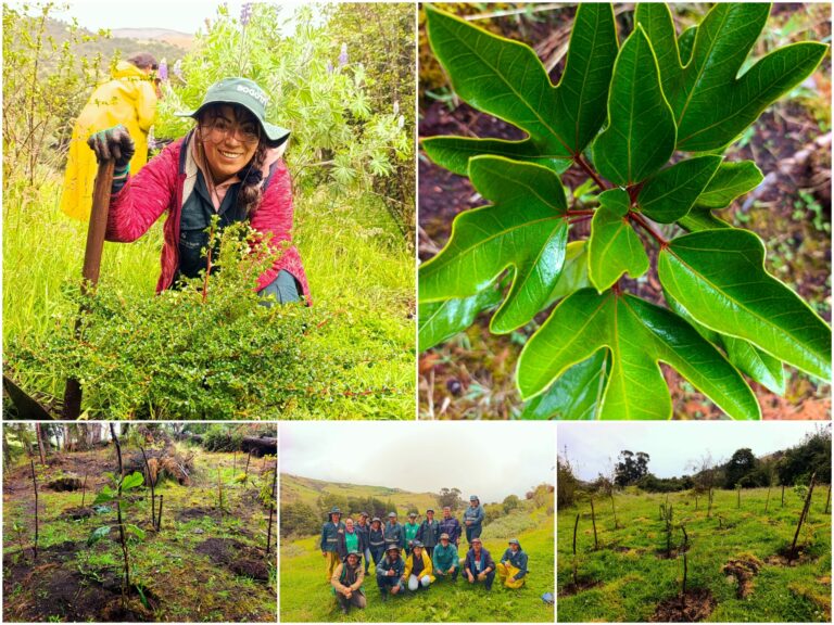 Historias del verde urbano: Un nuevo bosque nativo empieza a consolidarse en la ruralidad de Usme