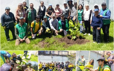 Historias del verde urbano: ¡Segunda plantación de magnolios nativos en el espacio público de Bogotá!