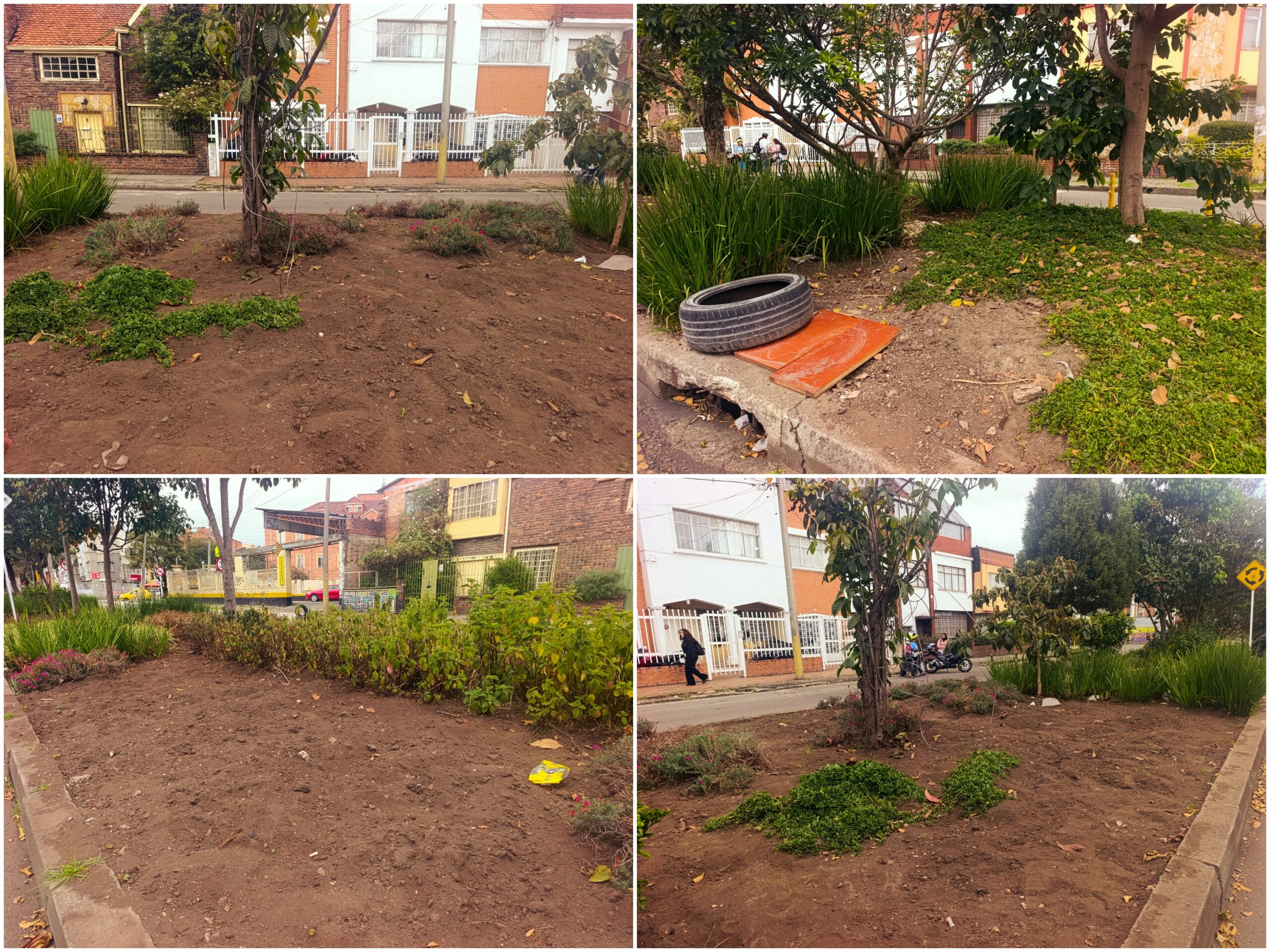 Historias del verde urbano: Jardinera del barrio Palermo empezó a recuperar su belleza floral Historias del verde urbano: Jardinera del barrio Palermo empezó a recuperar su belleza floral