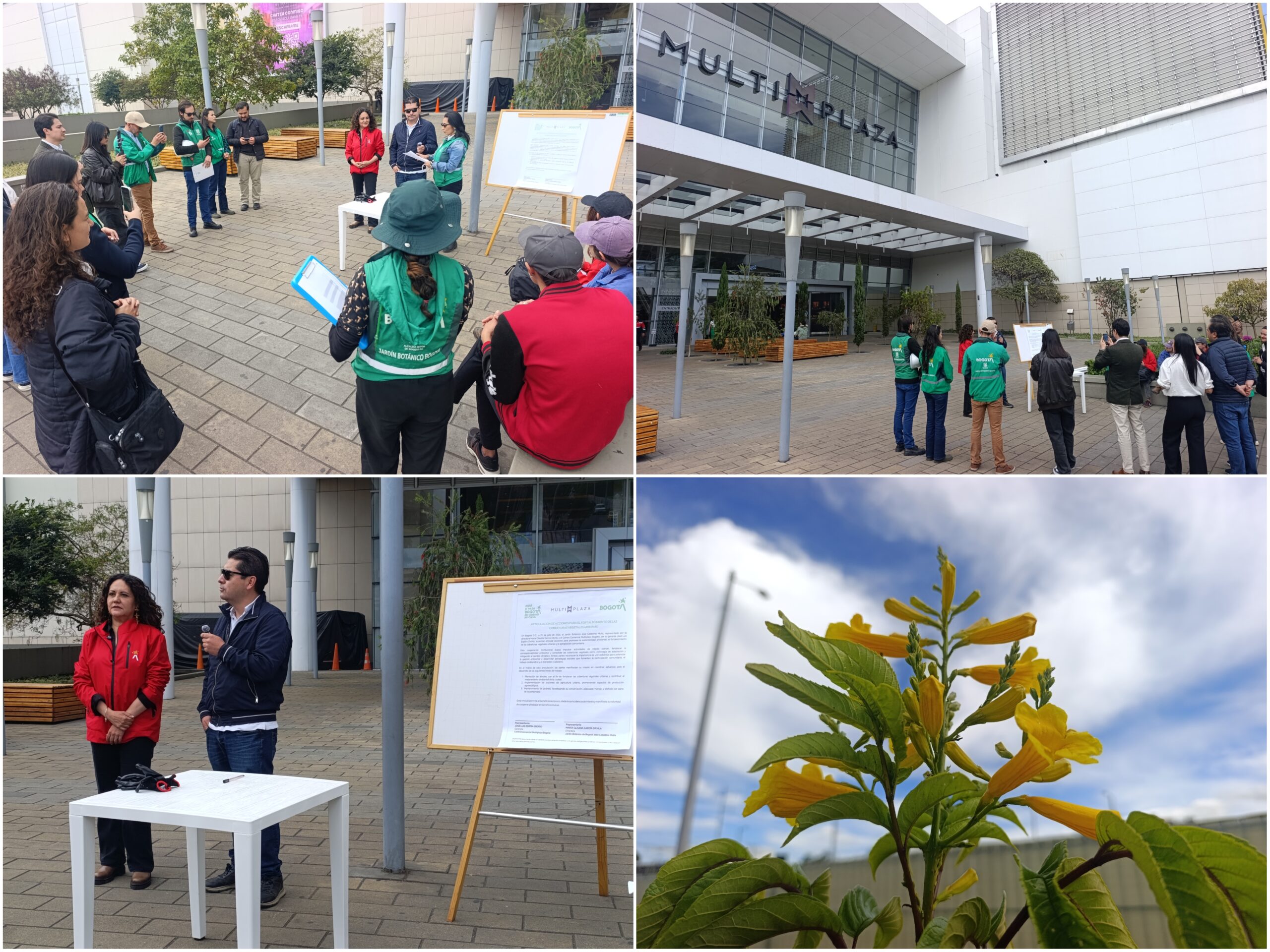 Historias del verde urbano: Multiplaza: un nuevo aliado en el fortalecimiento de las coberturas vegetales de Bogotá Historias del verde urbano: Multiplaza: un nuevo aliado en el fortalecimiento de las coberturas vegetales de Bogotá