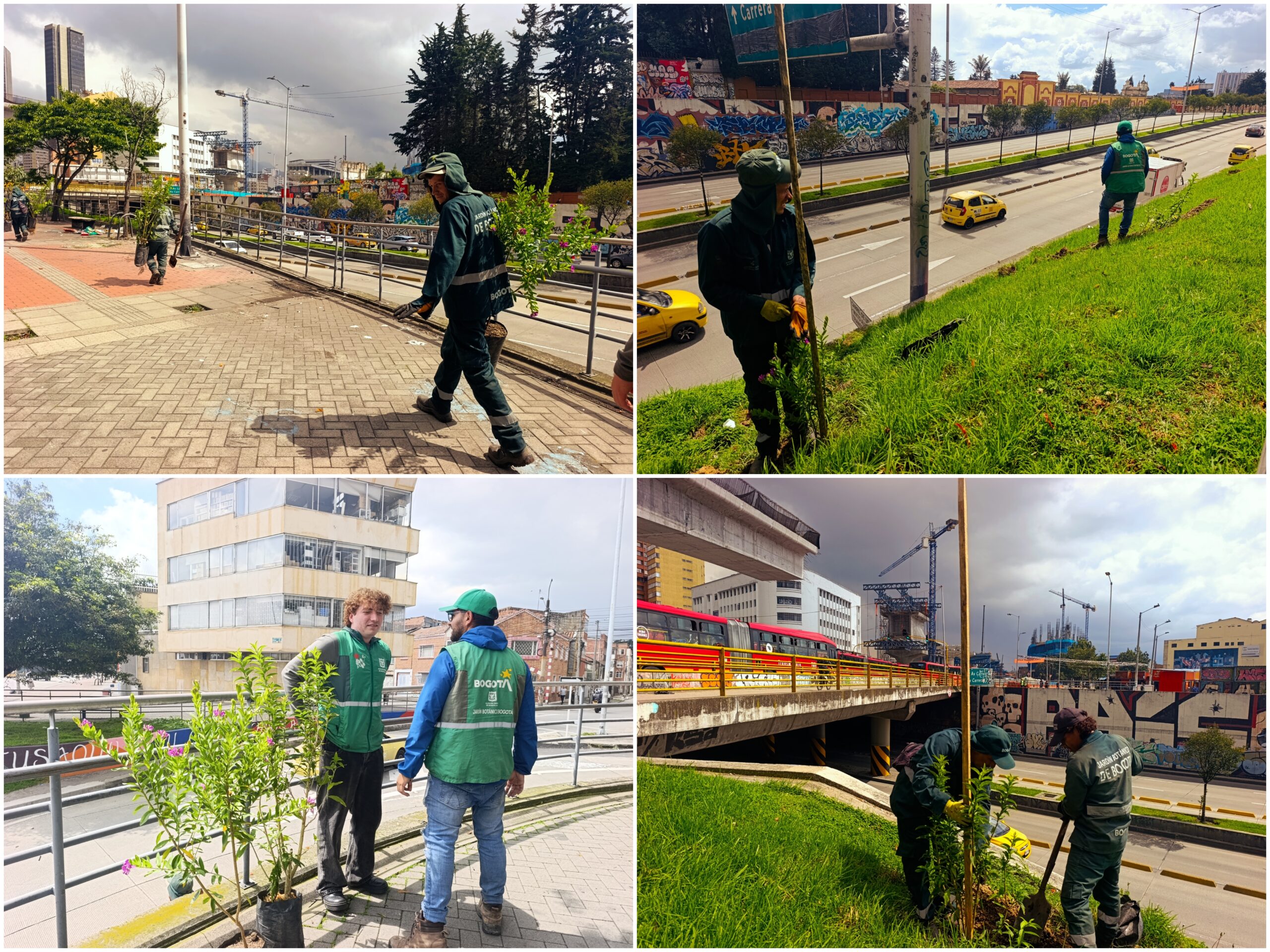 Historias del verde urbano: ¡Balance verde!: la calle 26 ha recuperado 169 de sus árboles jóvenes este año