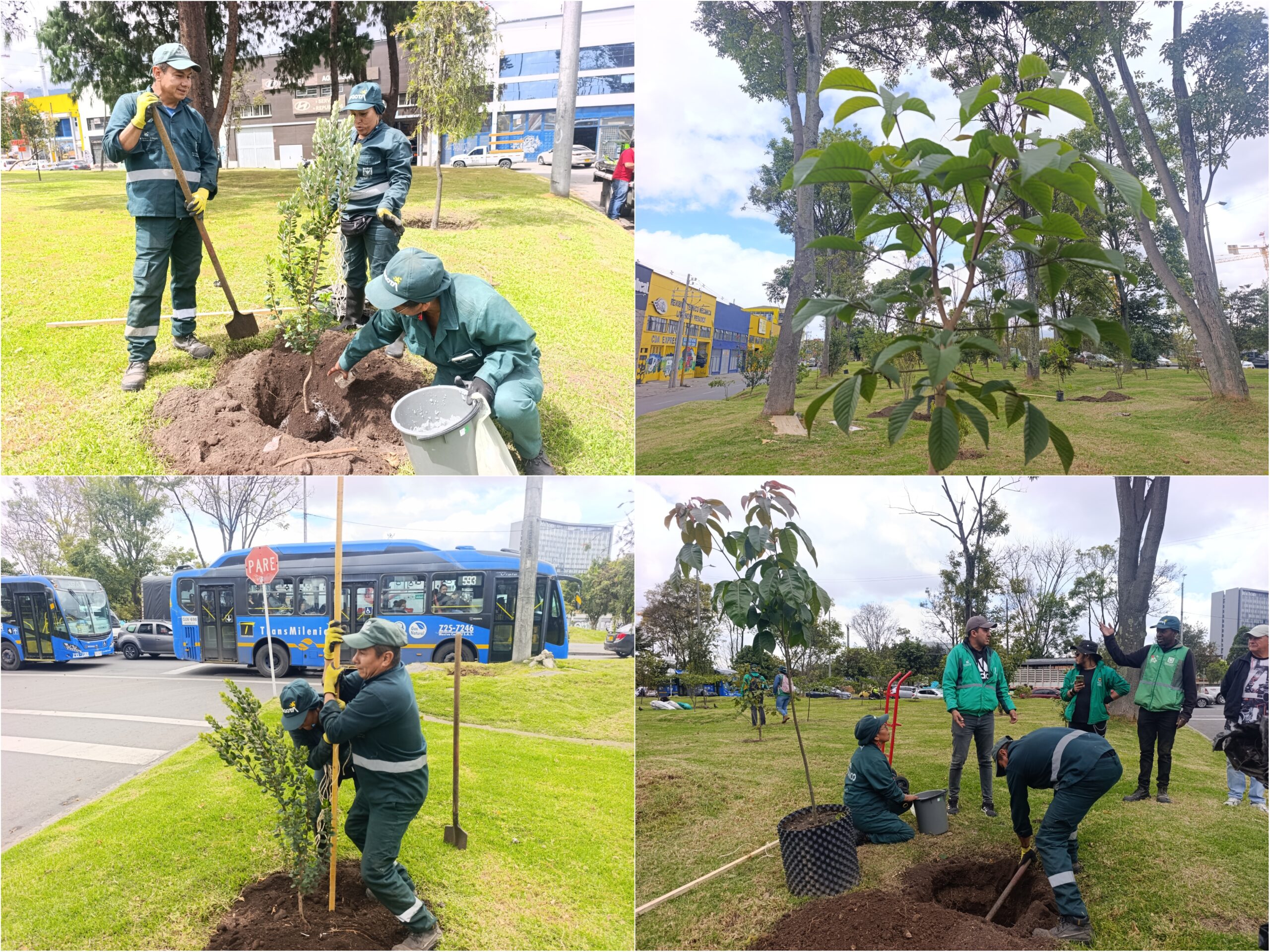 Historias del verde urbano: El corredor ecourbano de la avenida Las Américas fortalece sus coberturas arbóreas Historias del verde urbano: El corredor ecourbano de la avenida Las Américas fortalece sus coberturas arbóreas