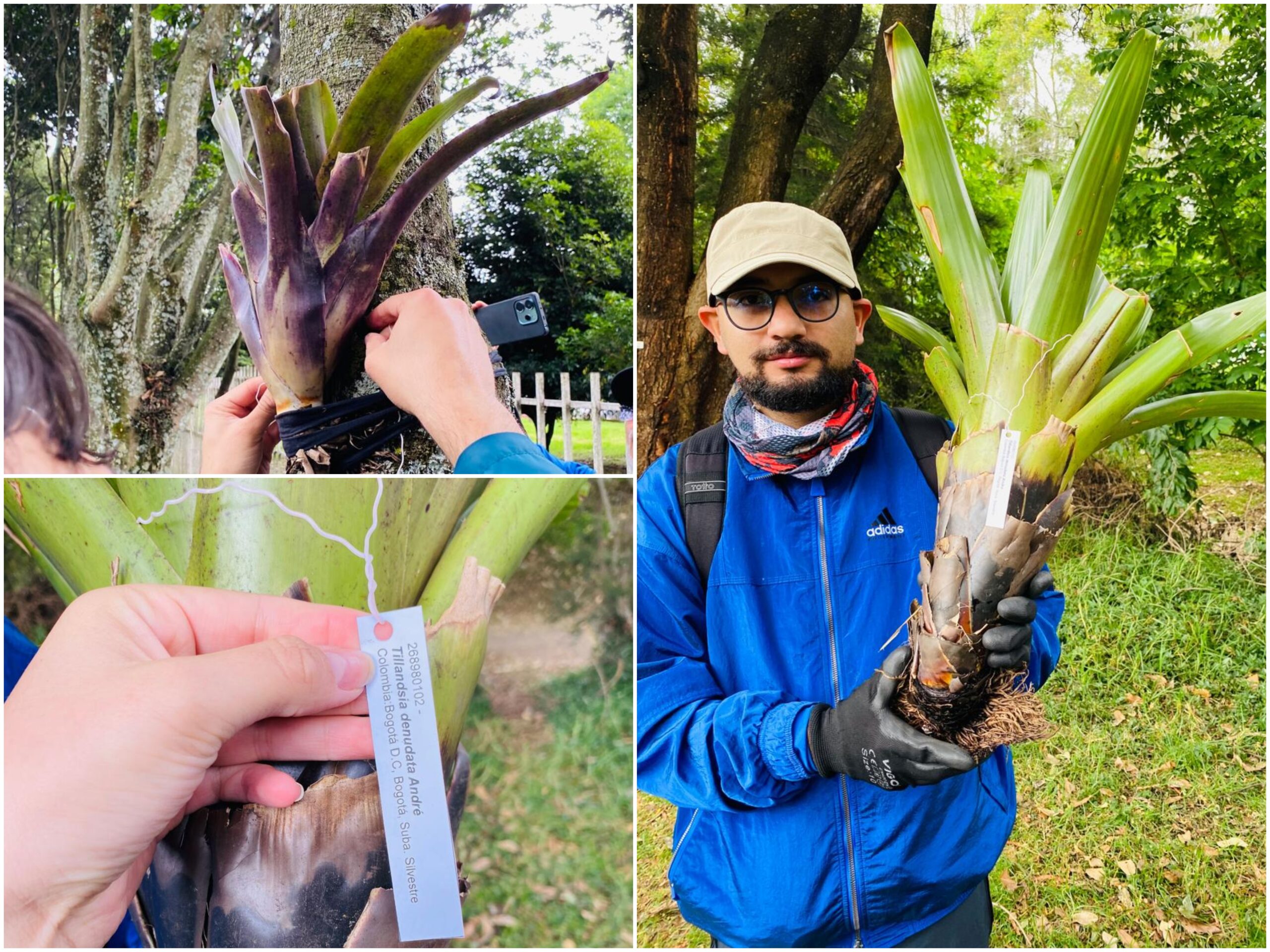 Historias del verde urbano: El bosque urbano Brazo Salitre se vistió con 46 bromelias Historias del verde urbano: El bosque urbano Brazo Salitre se vistió con 46 bromelias