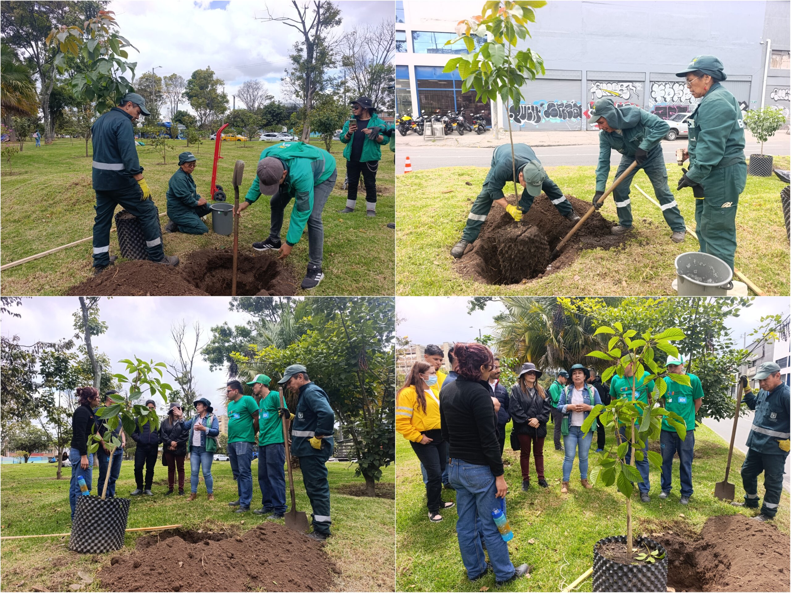 Historias del verde urbano: El corredor ecourbano de la avenida Las Américas fortalece sus coberturas arbóreas Historias del verde urbano: El corredor ecourbano de la avenida Las Américas fortalece sus coberturas arbóreas