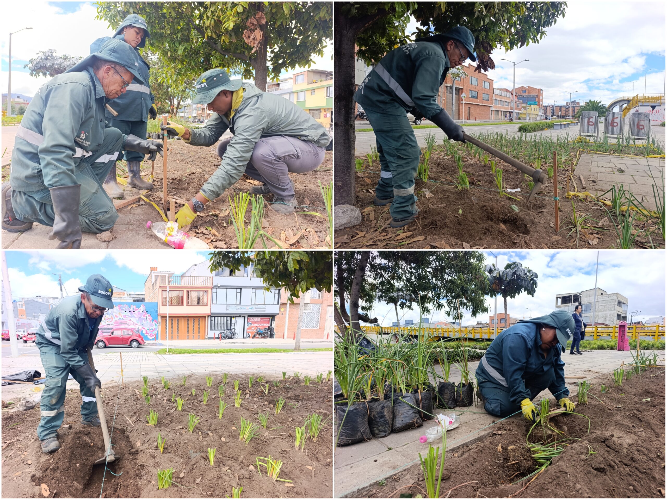Historias del verde urbano: Más coloridas y diversas: así quedaron las jardineras del puente vehicular de la avenida Mutis con Boyacá