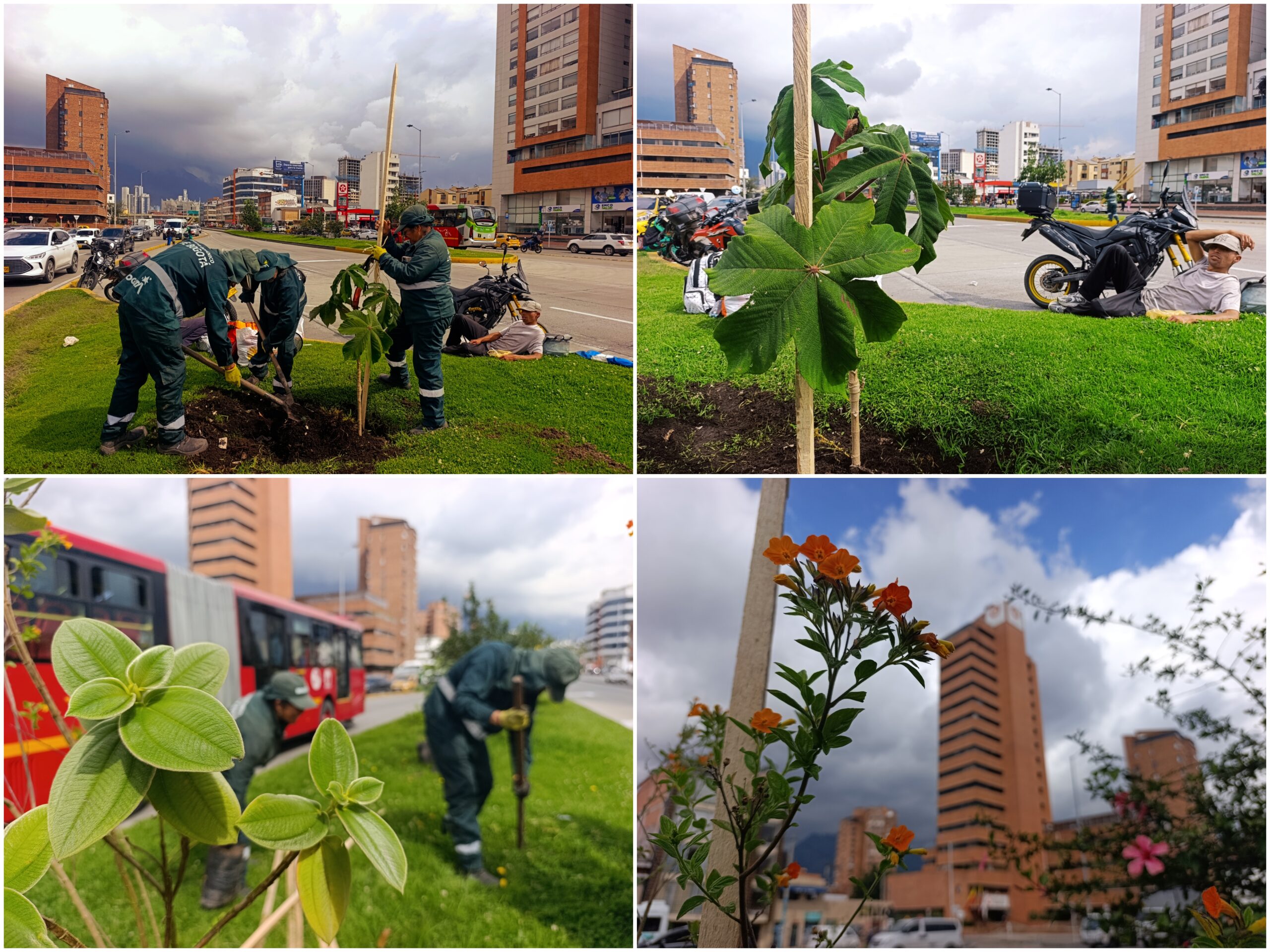Historias del verde urbano: ¡Balance verde!: la calle 26 ha recuperado 169 de sus árboles jóvenes este año