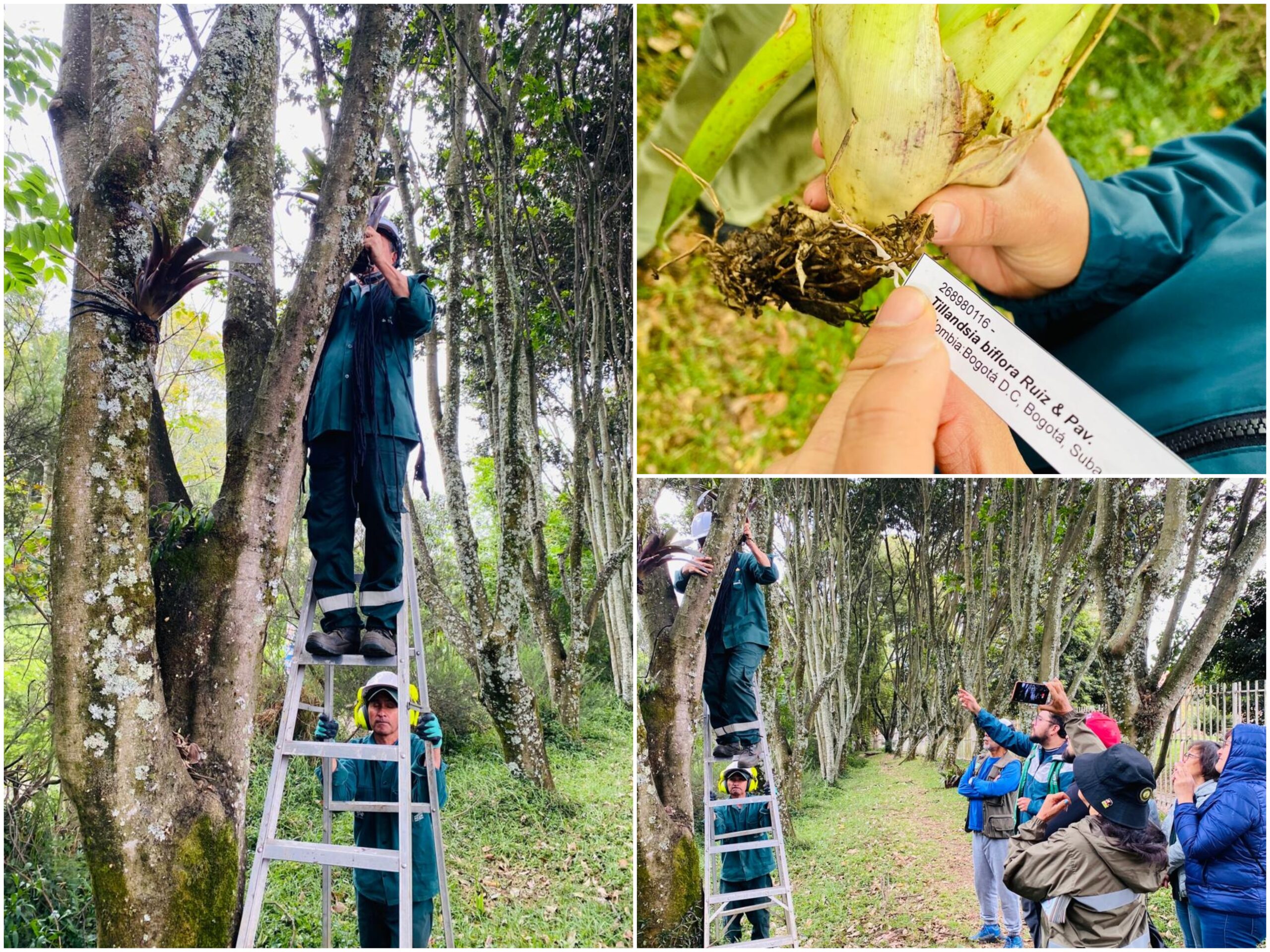 Historias del verde urbano: El bosque urbano Brazo Salitre se vistió con 46 bromelias Historias del verde urbano: El bosque urbano Brazo Salitre se vistió con 46 bromelias