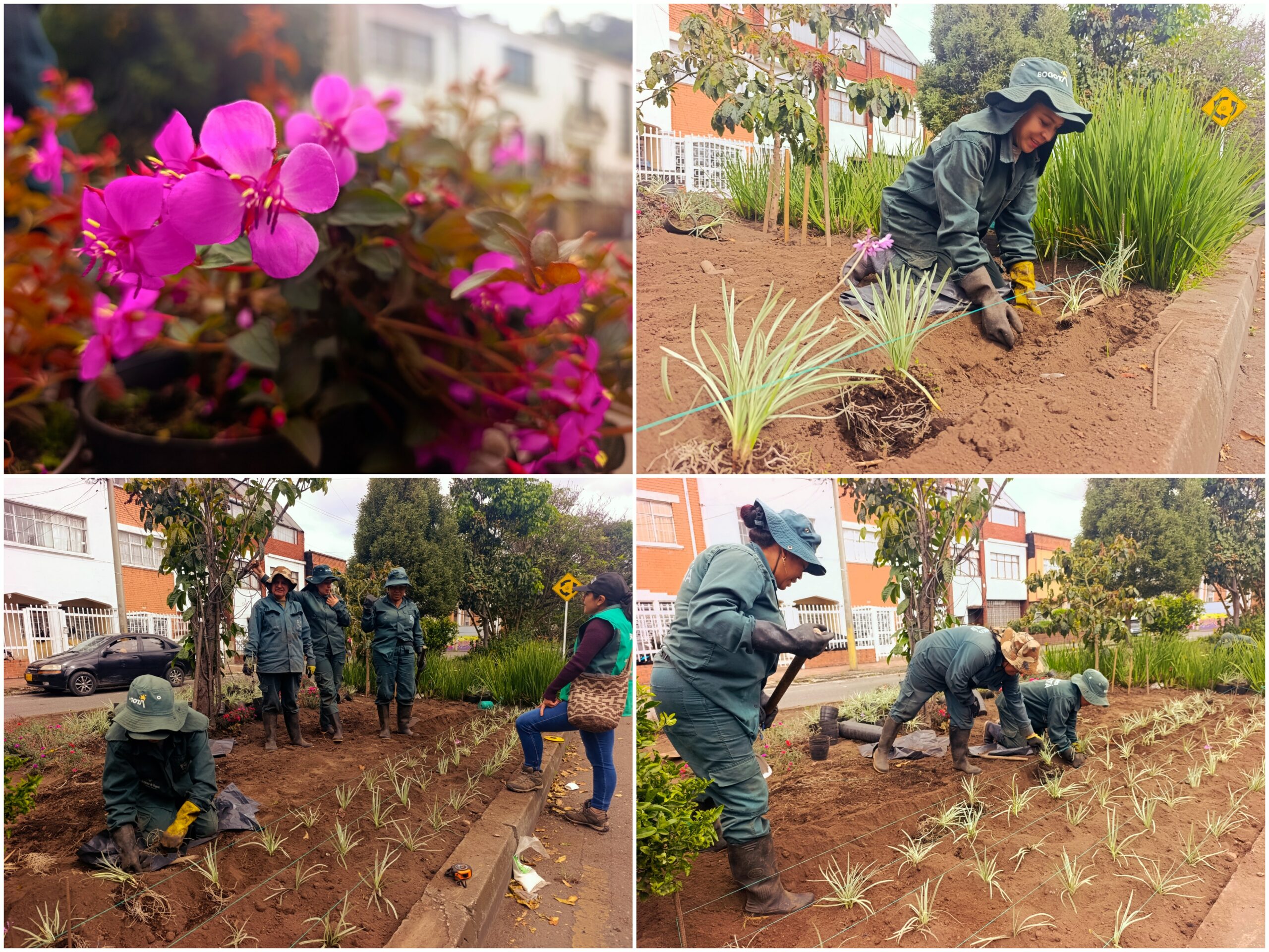 Historias del verde urbano: Jardinera del barrio Palermo empezó a recuperar su belleza floral Historias del verde urbano: Jardinera del barrio Palermo empezó a recuperar su belleza floral