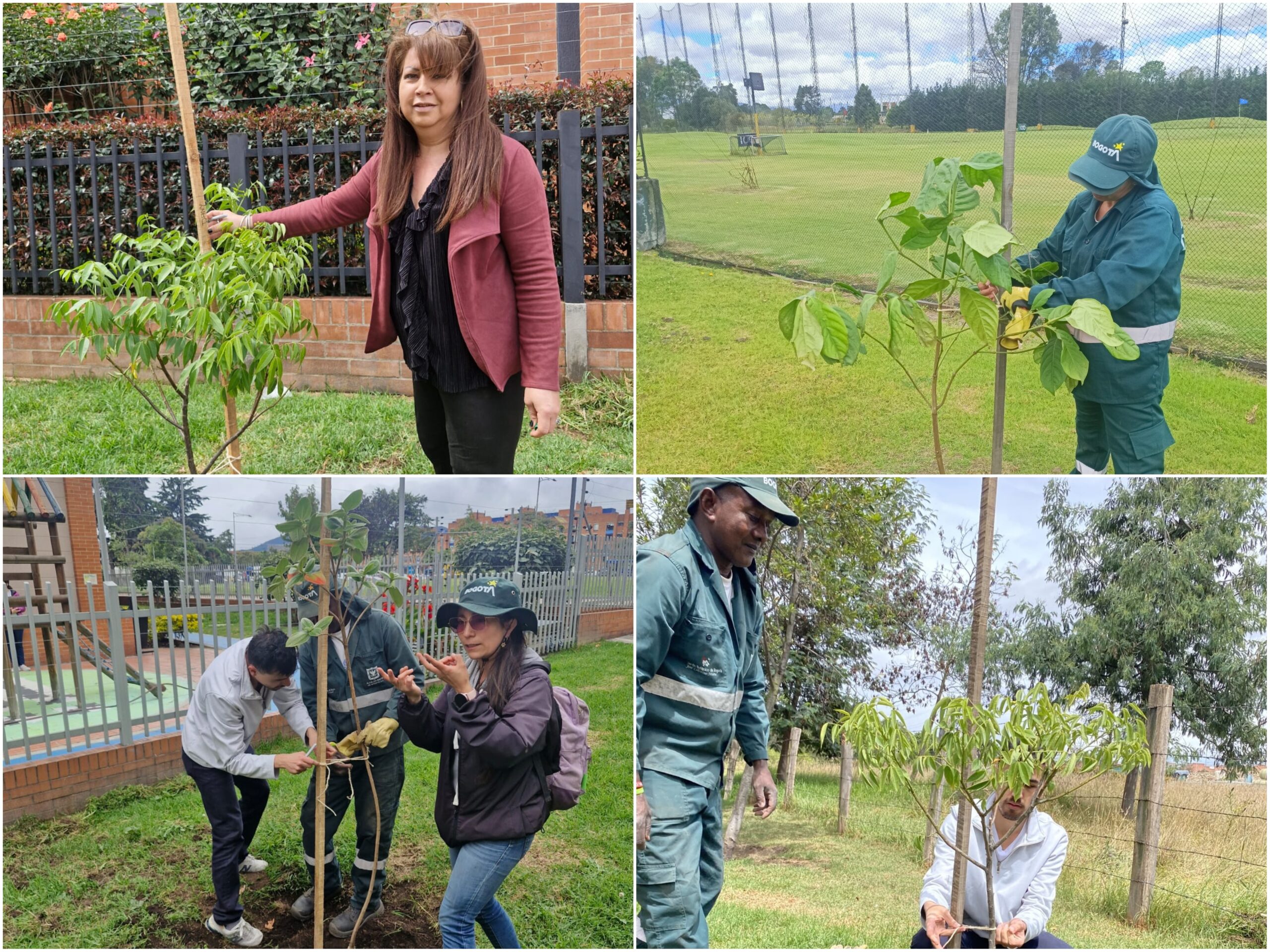 Historias del verde urbano: ¡Rescate arbóreo y riegos en 11 localidades de Bogotá!