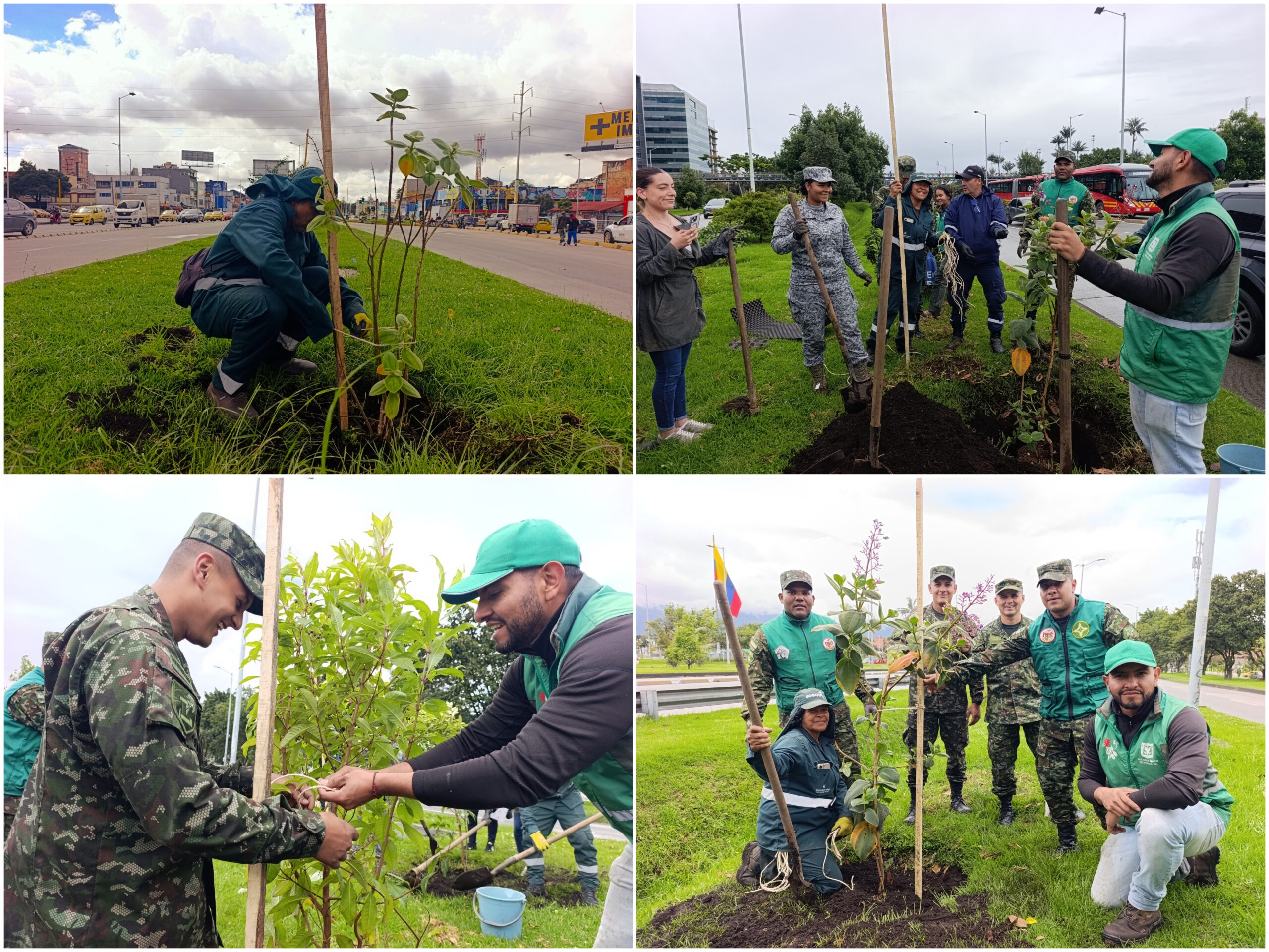 Historias del verde urbano: ¡Balance verde!: la calle 26 ha recuperado 169 de sus árboles jóvenes este año