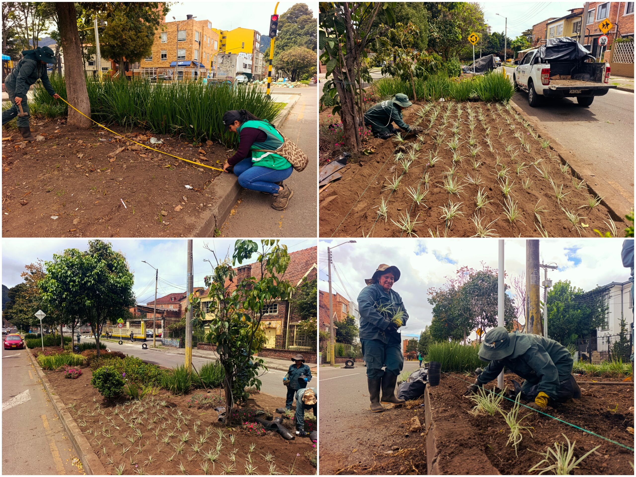Historias del verde urbano: Jardinera del barrio Palermo empezó a recuperar su belleza floral Historias del verde urbano: Jardinera del barrio Palermo empezó a recuperar su belleza floral