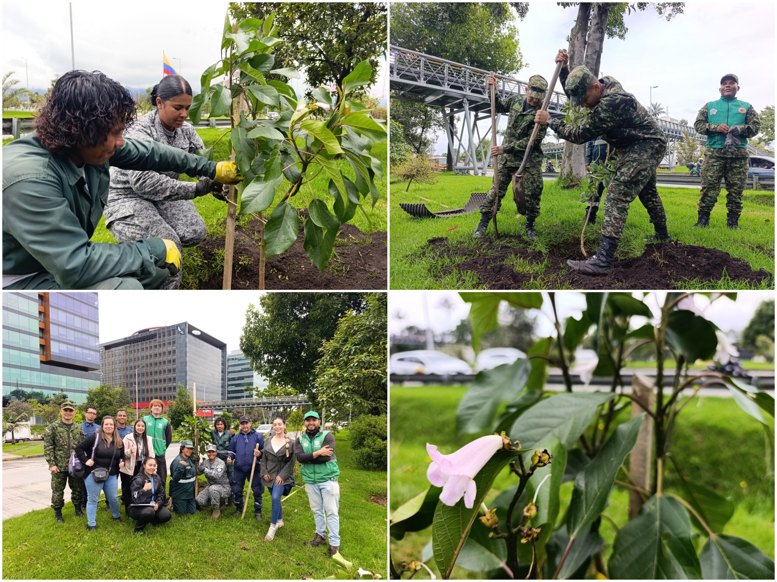 Historias del verde urbano: ¡Balance verde!: la calle 26 ha recuperado 169 de sus árboles jóvenes este año