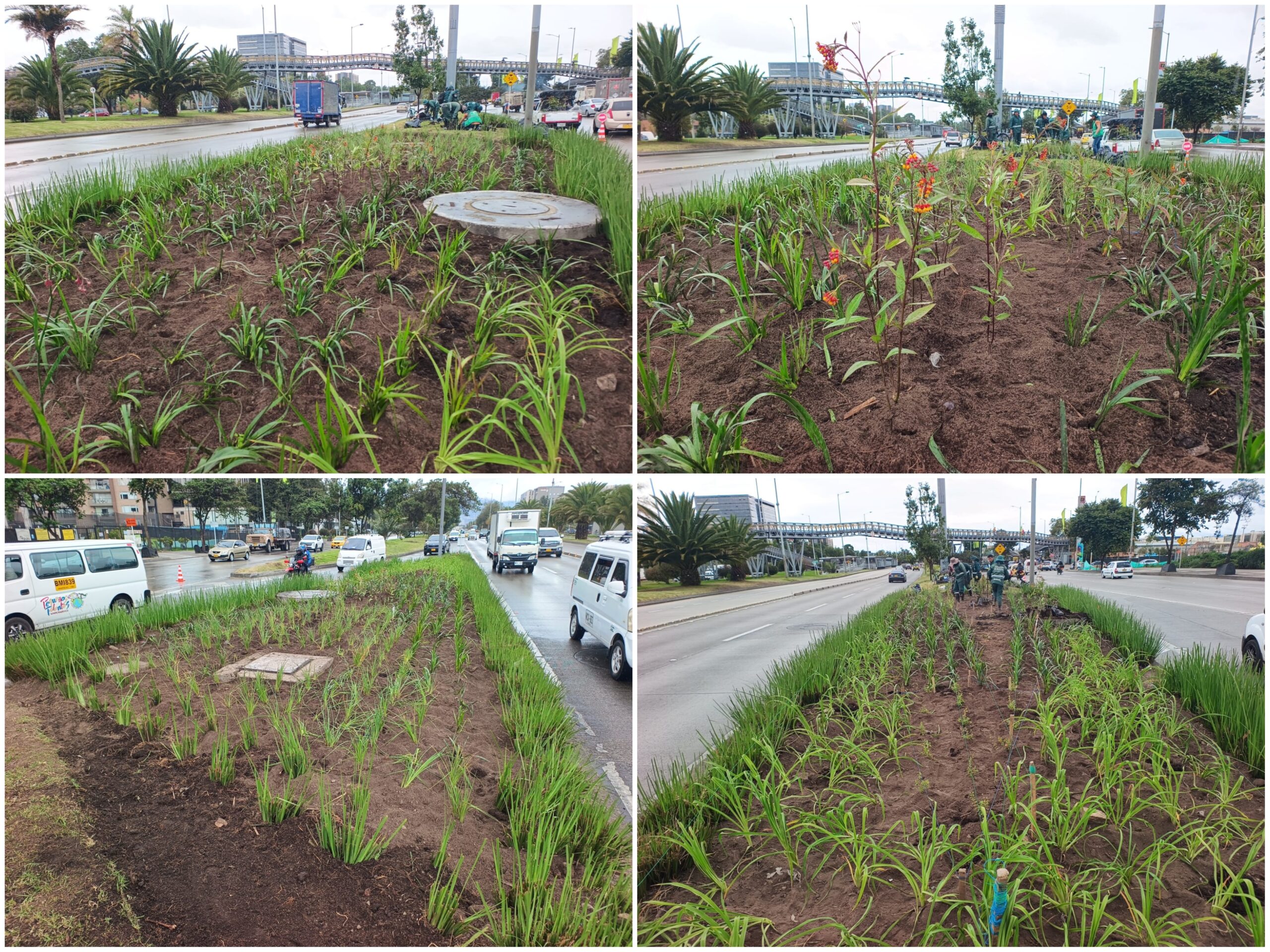 Historias del verde urbano: ¡Nueva intervención jardinera en la calle 26! Historias del verde urbano: ¡Nueva intervención jardinera en la calle 26!