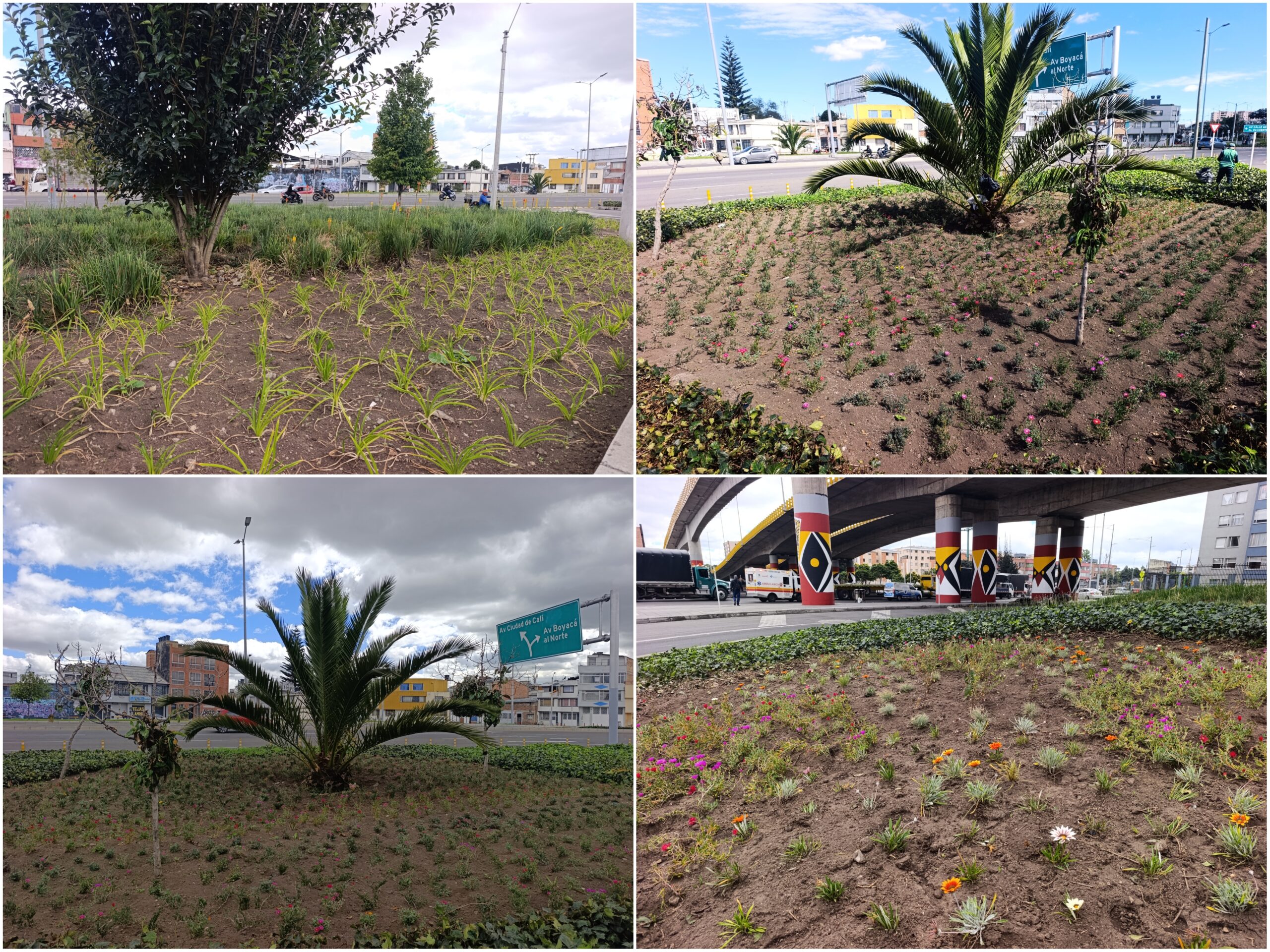 Historias del verde urbano: Más coloridas y diversas: así quedaron las jardineras del puente vehicular de la avenida Mutis con Boyacá