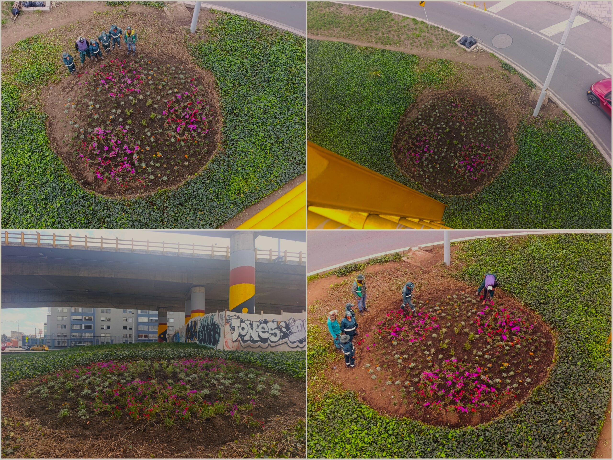 Historias del verde urbano: Más coloridas y diversas: así quedaron las jardineras del puente vehicular de la avenida Mutis con Boyacá