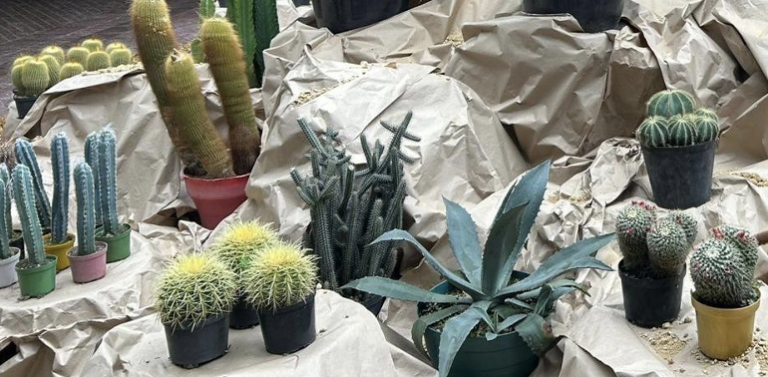 Regresa la exposición de Cactus y Suculentas con la segunda edición de Geometría Viva