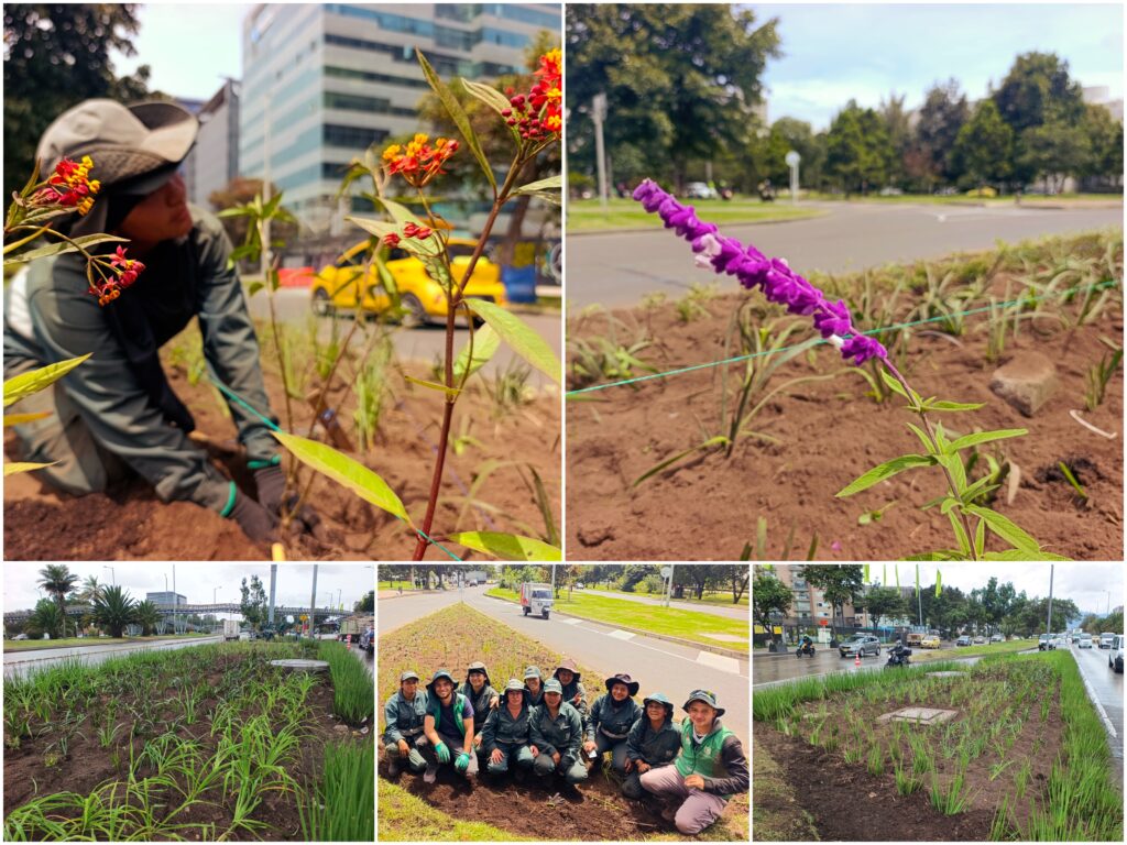 Historias del verde urbano: ¡Nueva intervención jardinera en la calle 26!