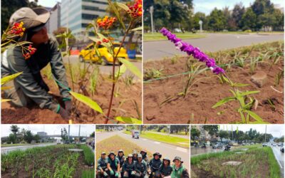 Historias del verde urbano: ¡Nueva intervención jardinera en la calle 26!