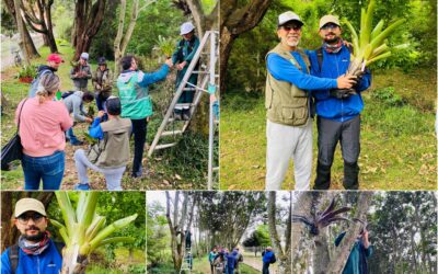 Historias del verde urbano: El bosque urbano Brazo Salitre se vistió con 46 bromelias
