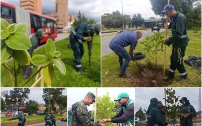 Historias del verde urbano: ¡Balance verde!: la calle 26 ha recuperado 169 de sus árboles jóvenes este año