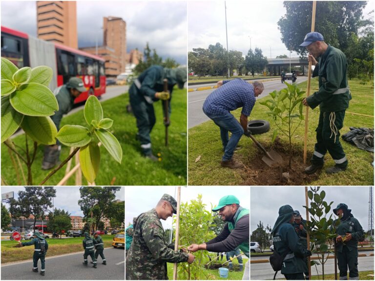 Historias del verde urbano: ¡Balance verde!: la calle 26 ha recuperado 169 de sus árboles jóvenes este año