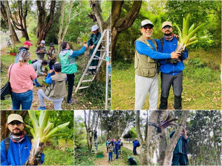 Historias del verde urbano: El bosque urbano Brazo Salitre se vistió con 46 bromelias