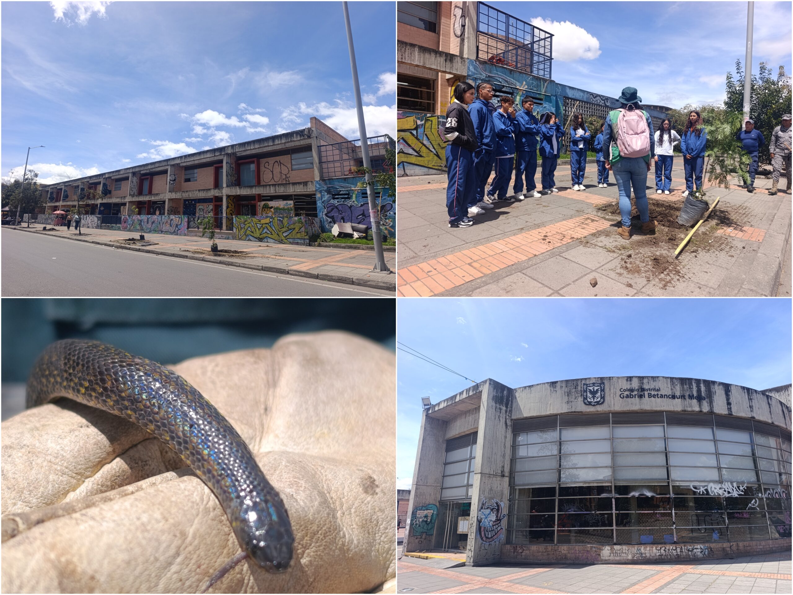 Historias del verde urbano: ¡Unidos por el arbolado del colegio Gabriel Betancourt Mejía! Historias del verde urbano: ¡Unidos por el arbolado del colegio Gabriel Betancourt Mejía!