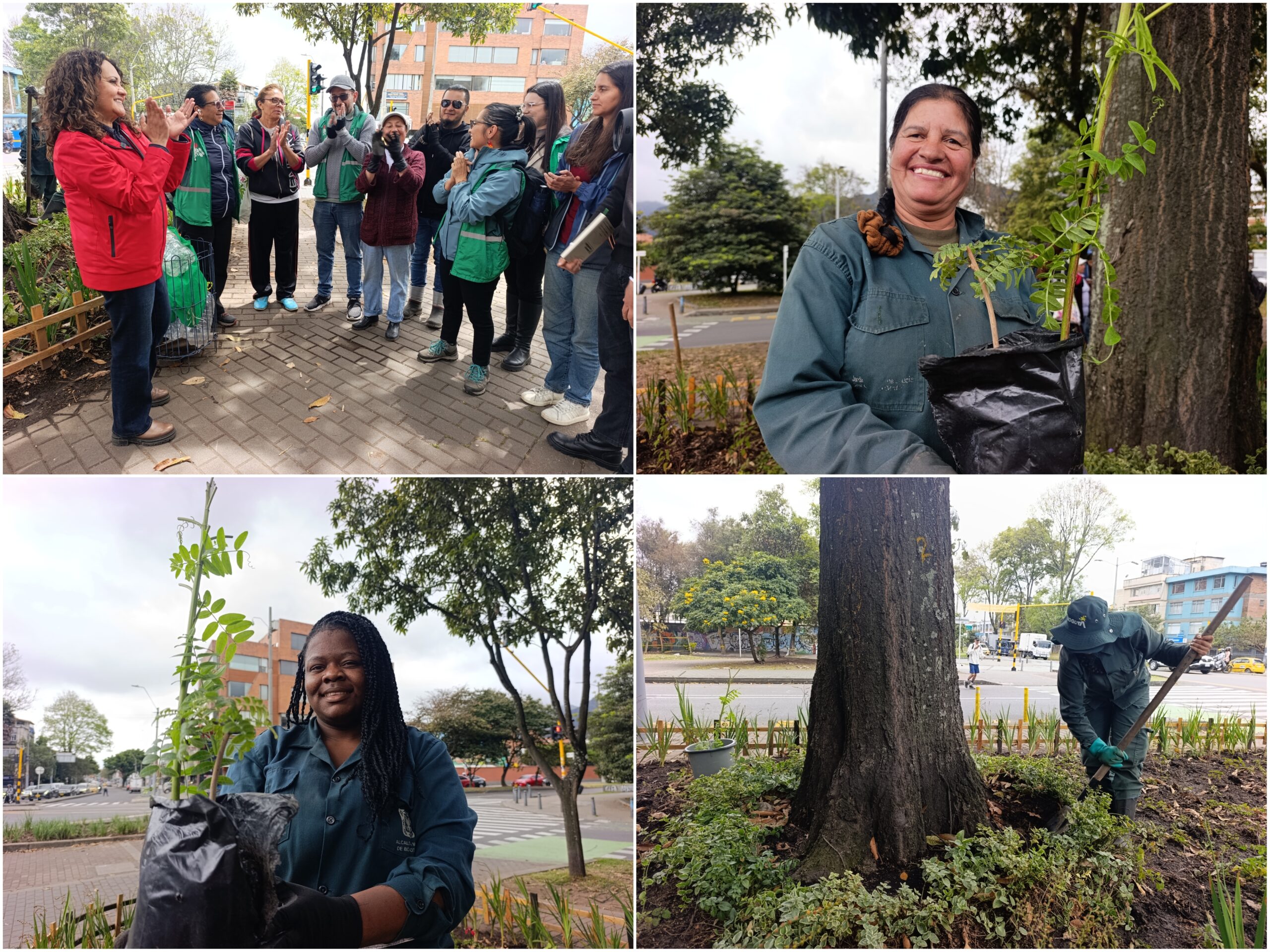 Historias del verde urbano: ¡La Mutisia llegó a tres bosques urbanos de Bogotá! Historias del verde urbano: ¡La Mutisia llegó a tres bosques urbanos de Bogotá!
