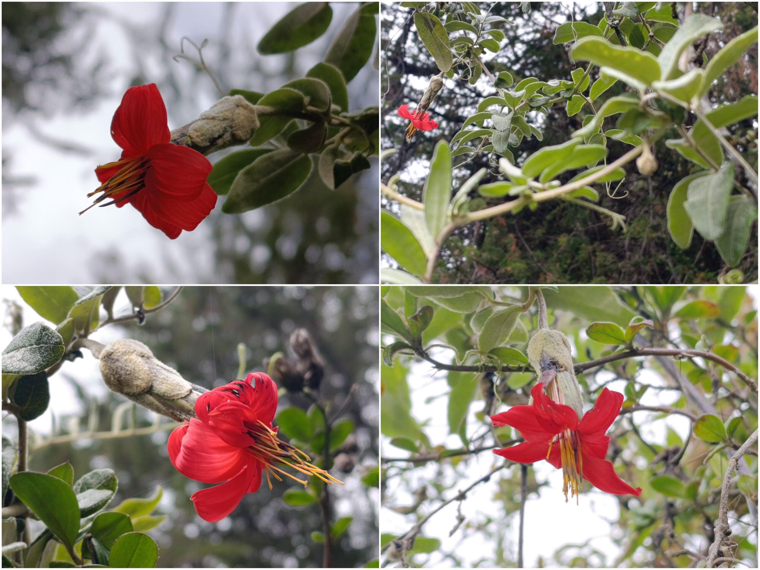 Historias del verde urbano: ¡Así fue la toma de la Mutisia en los bosques urbanos de Bogotá! Historias del verde urbano: ¡Así fue la toma de la Mutisia en los bosques urbanos de Bogotá!