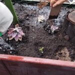 Tejiendo territorios: Tunjuelito se prepara: resiliencia y siembra comunitaria frente a El Niño en Isla del Sol