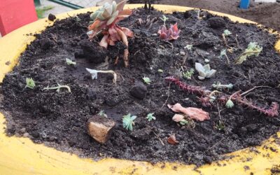 Tejiendo territorios: Tunjuelito se prepara: resiliencia y siembra comunitaria frente a El Niño en Isla del Sol