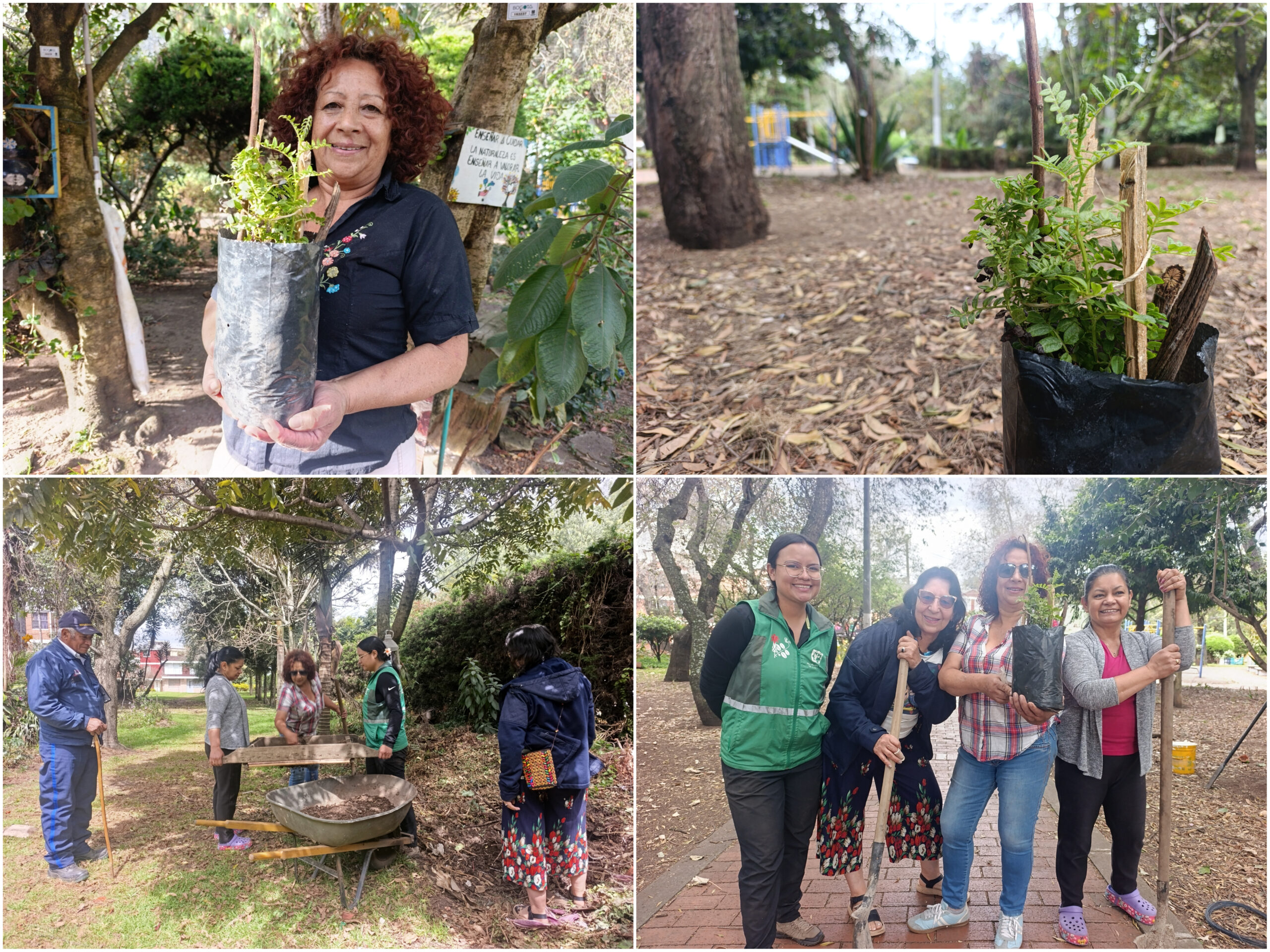 Historias del verde urbano: ¡Así fue la toma de la Mutisia en los bosques urbanos de Bogotá! Historias del verde urbano: ¡Así fue la toma de la Mutisia en los bosques urbanos de Bogotá!