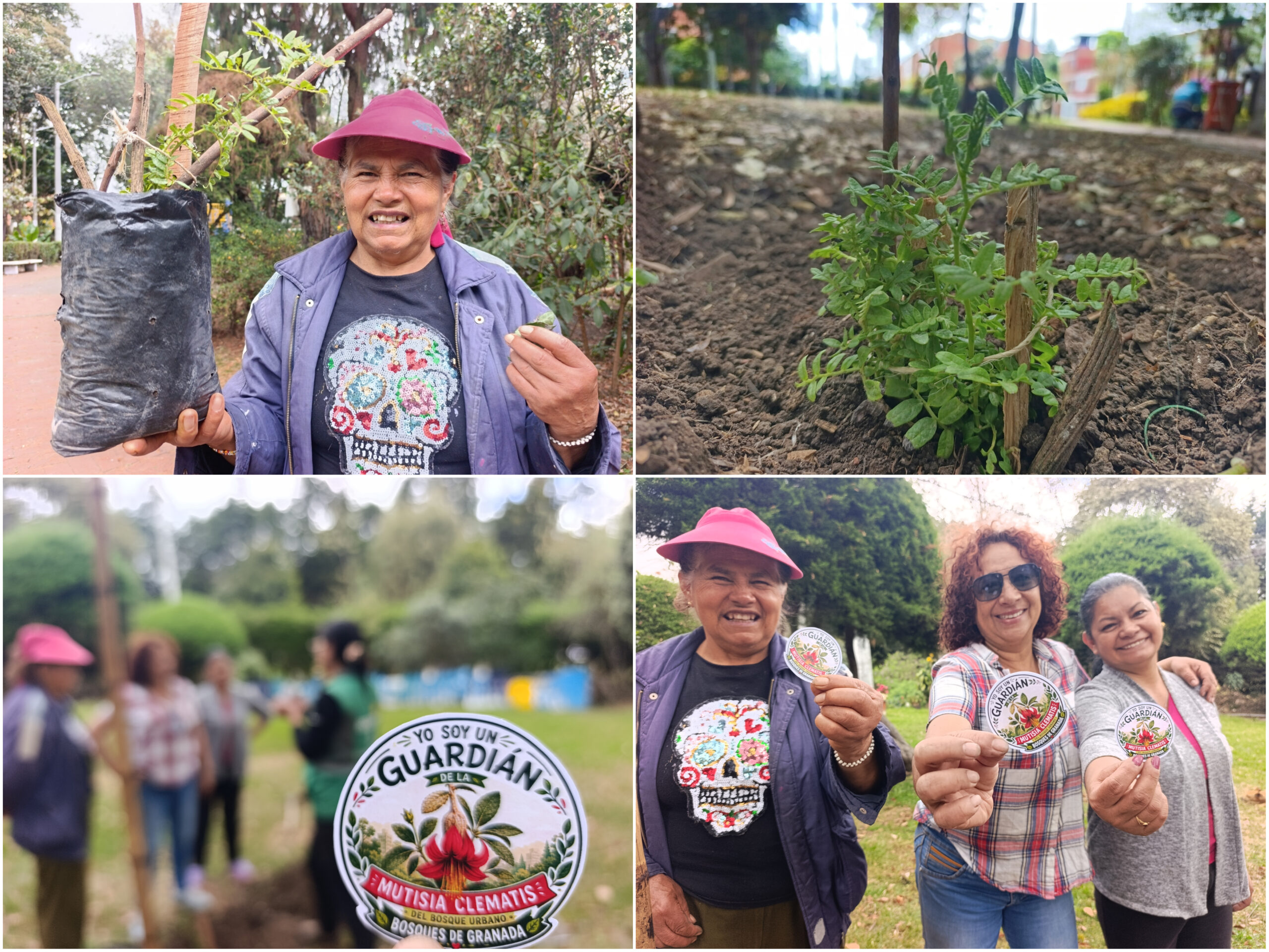 Historias del verde urbano: ¡Así fue la toma de la Mutisia en los bosques urbanos de Bogotá! Historias del verde urbano: ¡Así fue la toma de la Mutisia en los bosques urbanos de Bogotá!